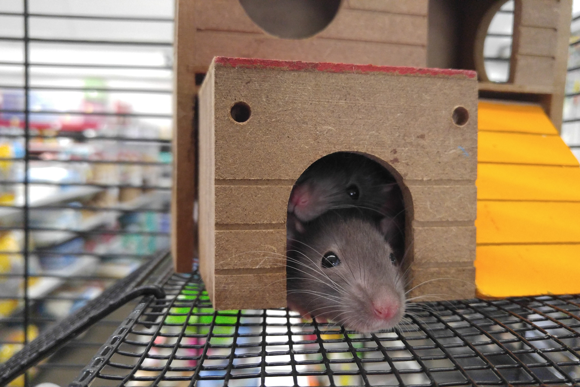 Introducing Rats How to Introduce a New Pet Rat - PetHelpful