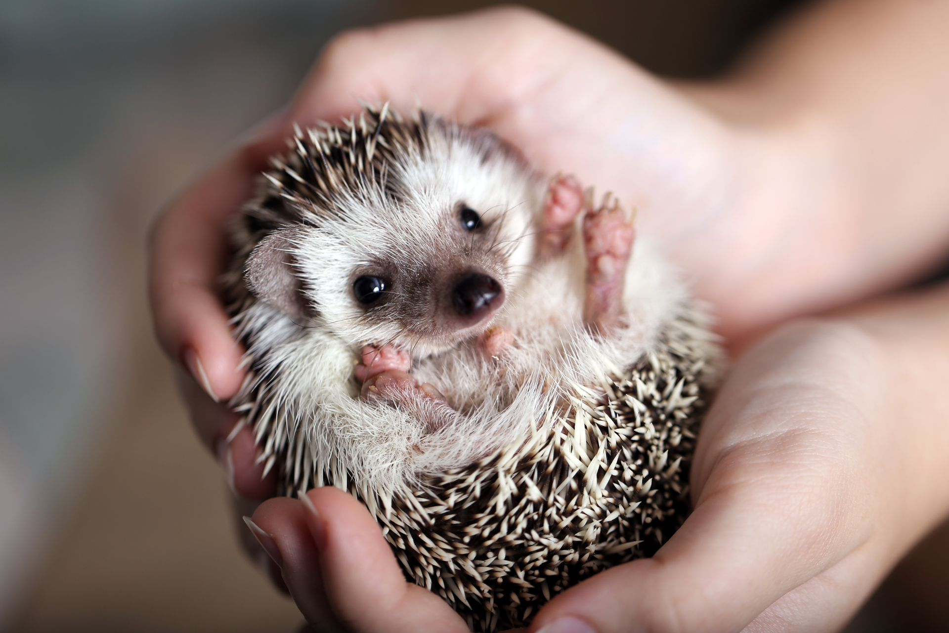 9 Best Pets for Teens (From Dogs to Hedgehogs) - PetHelpful