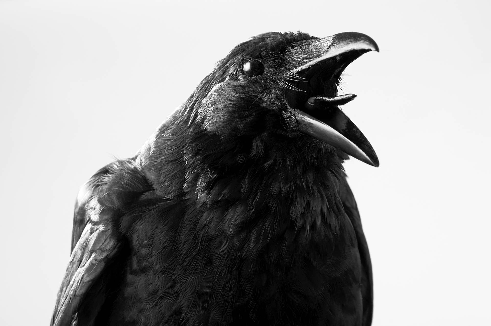 4 Important Things to Know Before Befriending Crows - PetHelpful