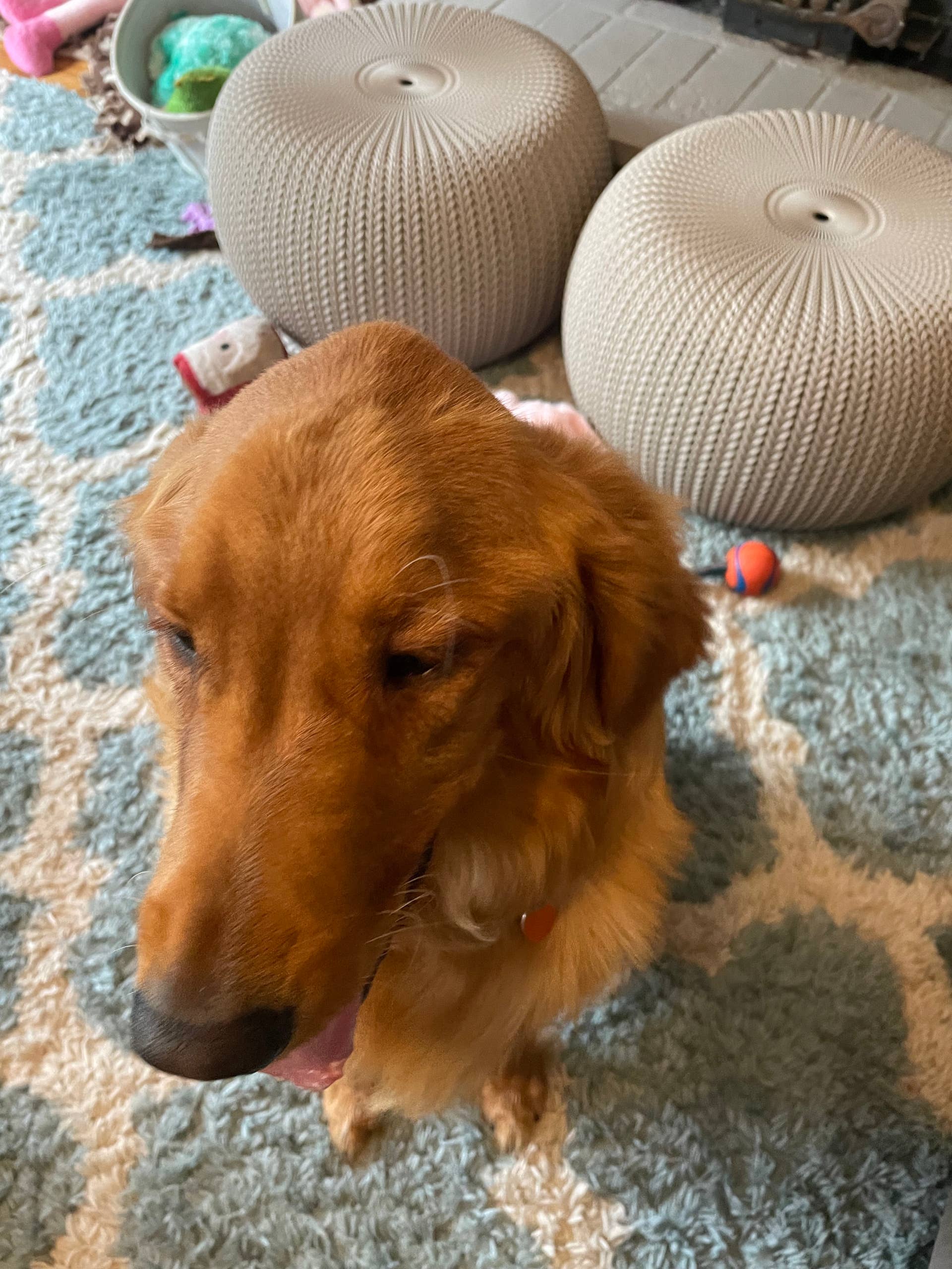 Does My Dog Have Puppy Strangles or IMPA? - PetHelpful