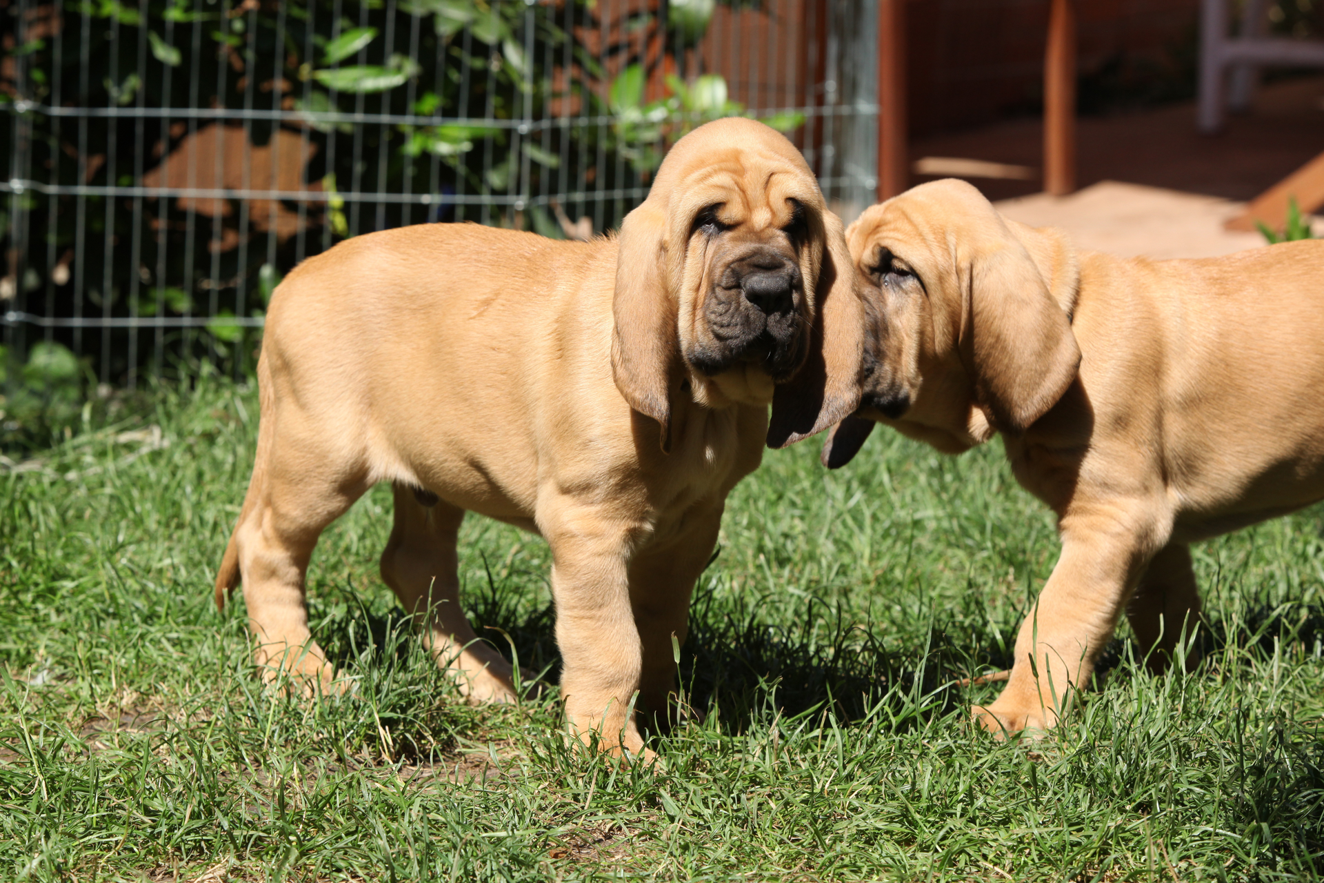 The Bloodhound: The Perfect Companion for Outdoor Adventures and