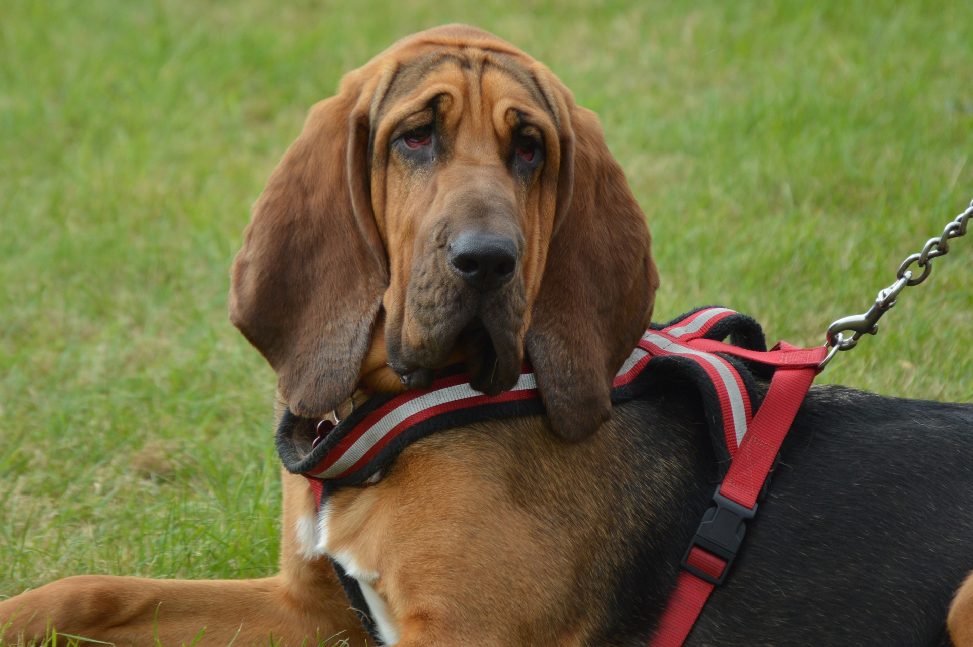 The Bloodhound: The Perfect Companion for Outdoor Adventures and