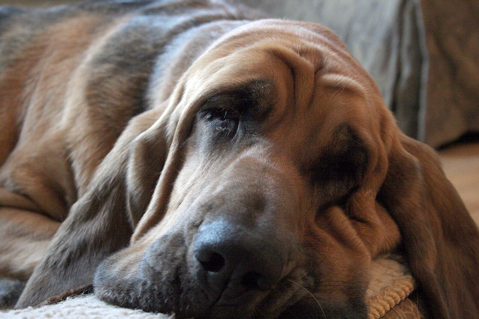 The Bloodhound: The Perfect Companion for Outdoor Adventures and