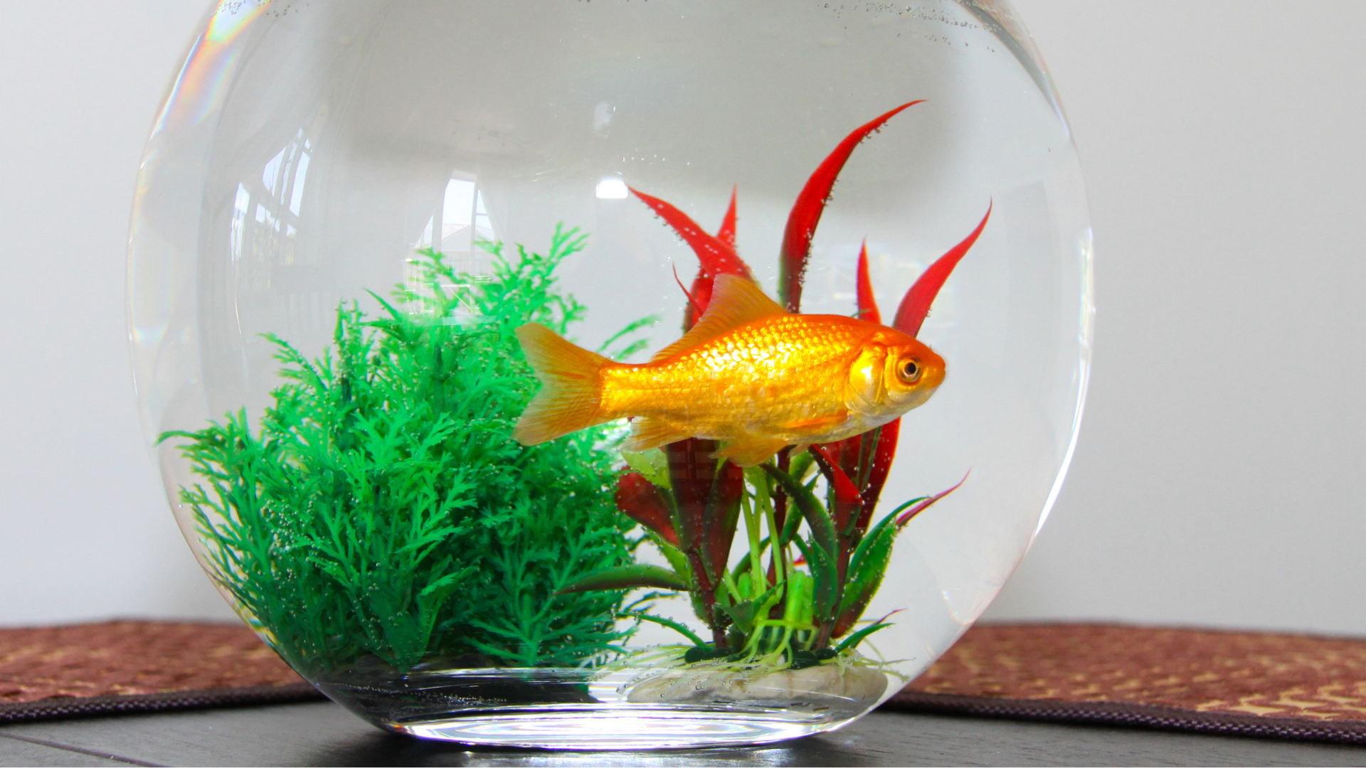 12 inch fish bowl with cover air pump accessories Shappy 6.5 Feet Pcs Aquarium Accessories, 1/5" Standard Tubing, Air Stones, Check Valves, Suction Cups and Connectors and youre good to go Caring for Your Goldfish in