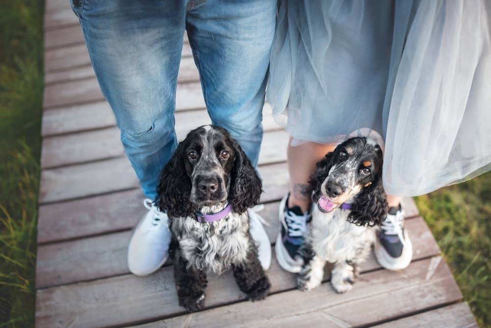 English Cocker Spaniel: The Ultimate Guide - PetHelpful