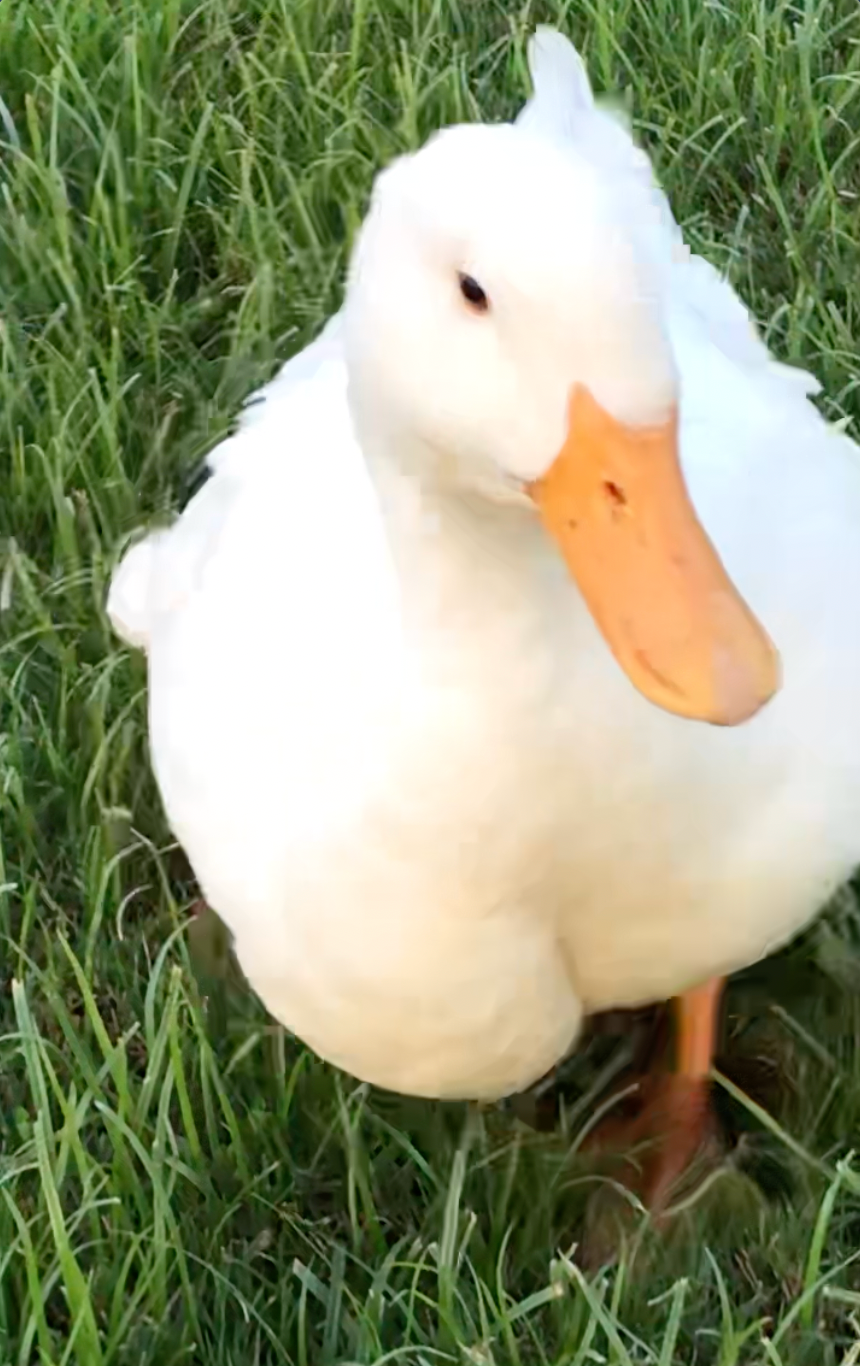 Why Does My Duck Have a Swollen Chest on One Side? - PetHelpful