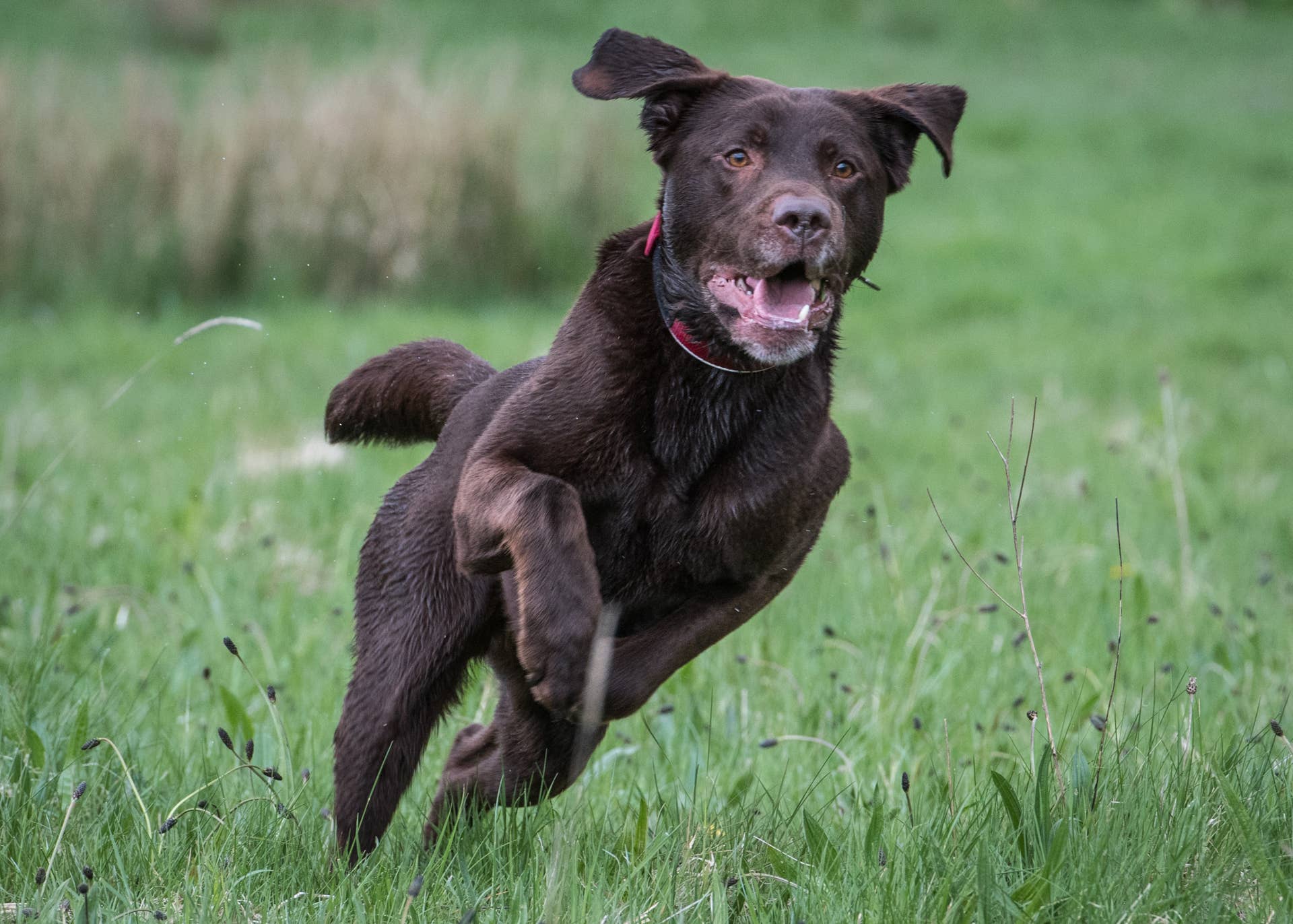 Older Labrador's First Attempt at an Agility Competition Has People ...