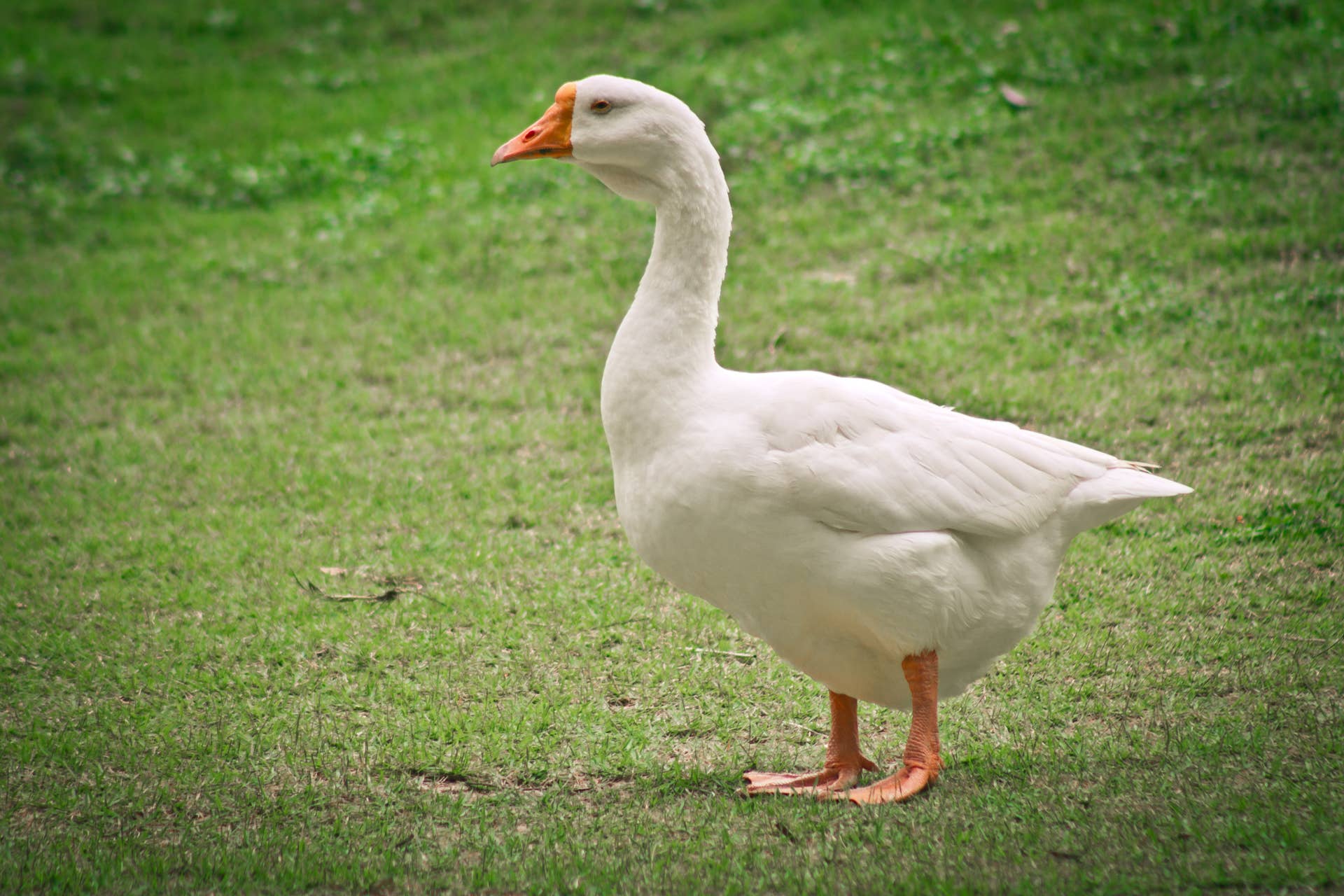 Photo Reference Image Goose Goose's Hilarious Reaction to Seeing His Reflection in a Mirror Is ...
