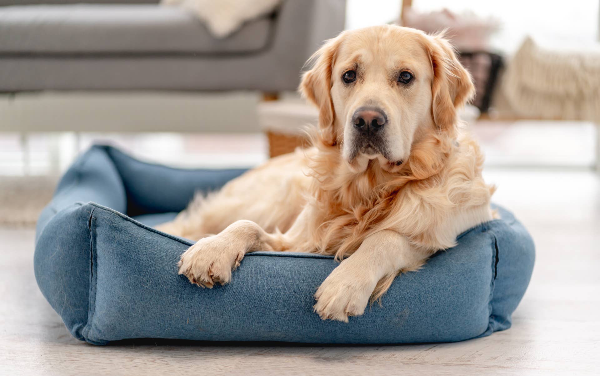 Dog Trainer Reveals Big Mistake People Make When Teaching Pups The dog-trainer-reveals-big-mistake-people-make-when-teaching-pups-the