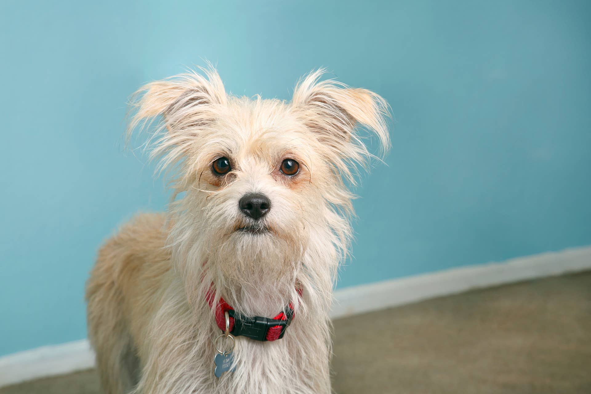 Scruffy Rescue Dog 'Warms Up' To New Foster Mom With the Most Chaotic ...