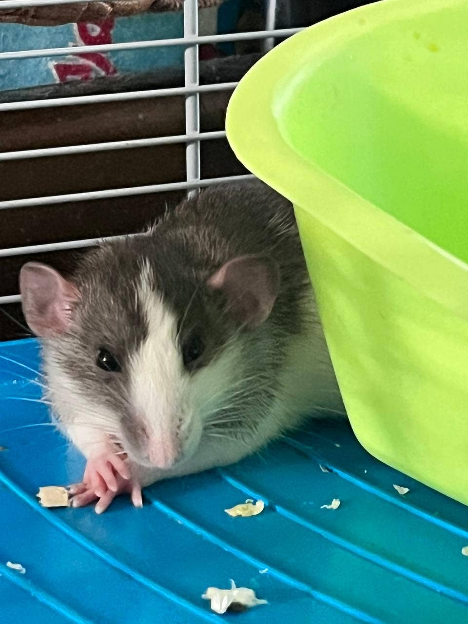 Helpful Rats 6 Common Mistakes New Rat Owners Make - PetHelpful