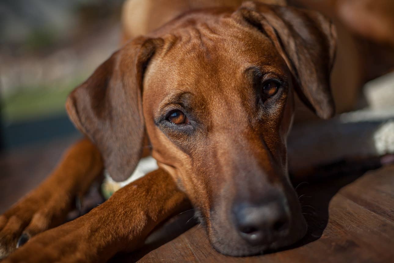 Rhodesian Ridgeback Waits for Mom to Come Home One Last Time Before ...