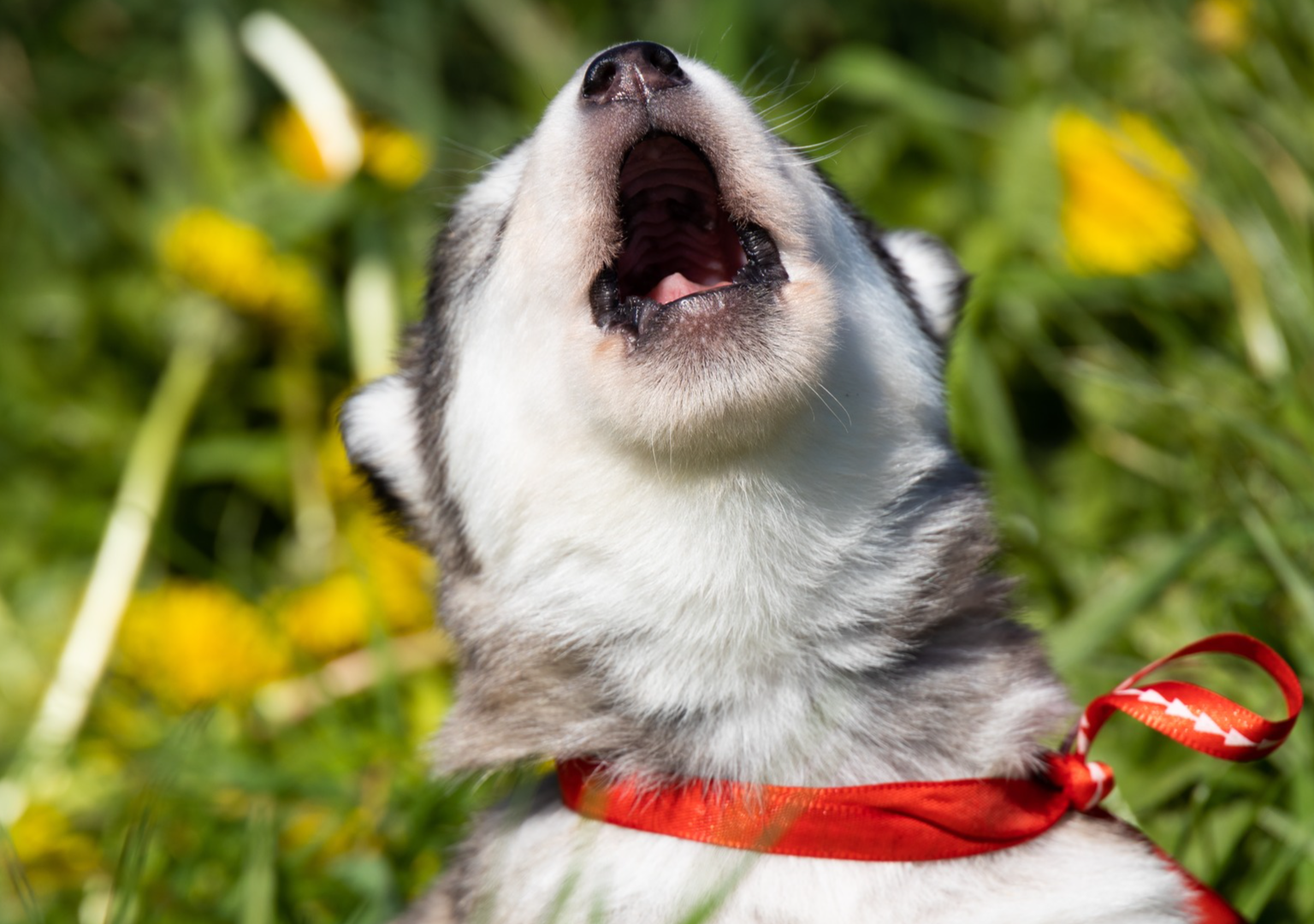 Pomsky Howling Pomsky Brings a Squirrel Into the House and Total Chaos Ensues - PetHelpful