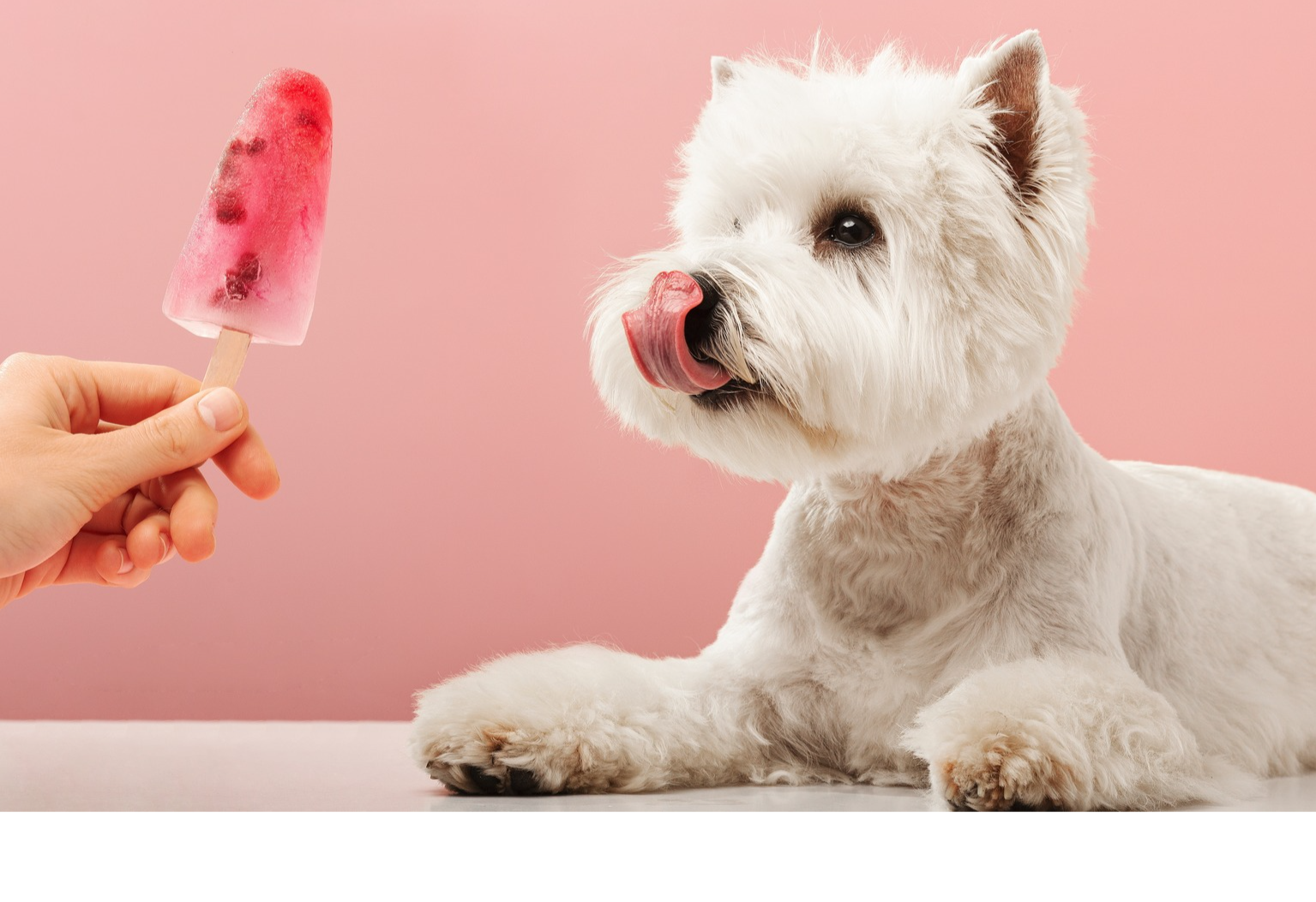 Man Shares Fun Trick for Making ‘Pawpsicles’ Pooches Will Love - PetHelpful