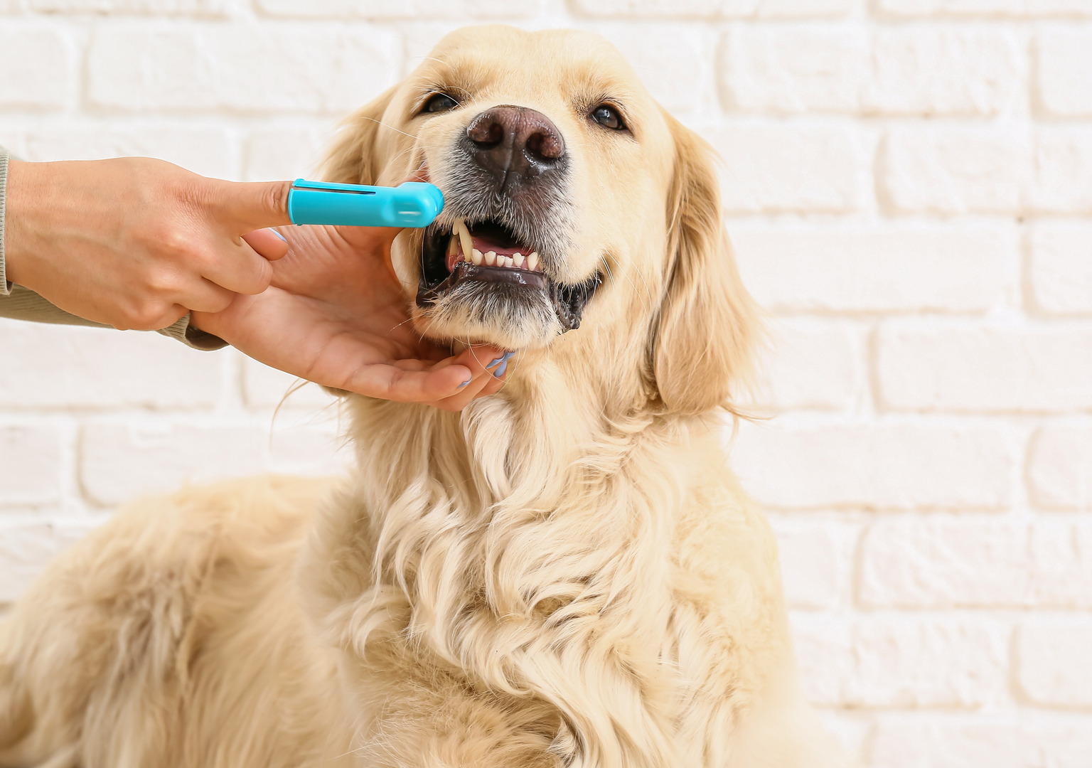 Vet Shares Top 5 New Pet Products for Dogs and Cats - PetHelpful