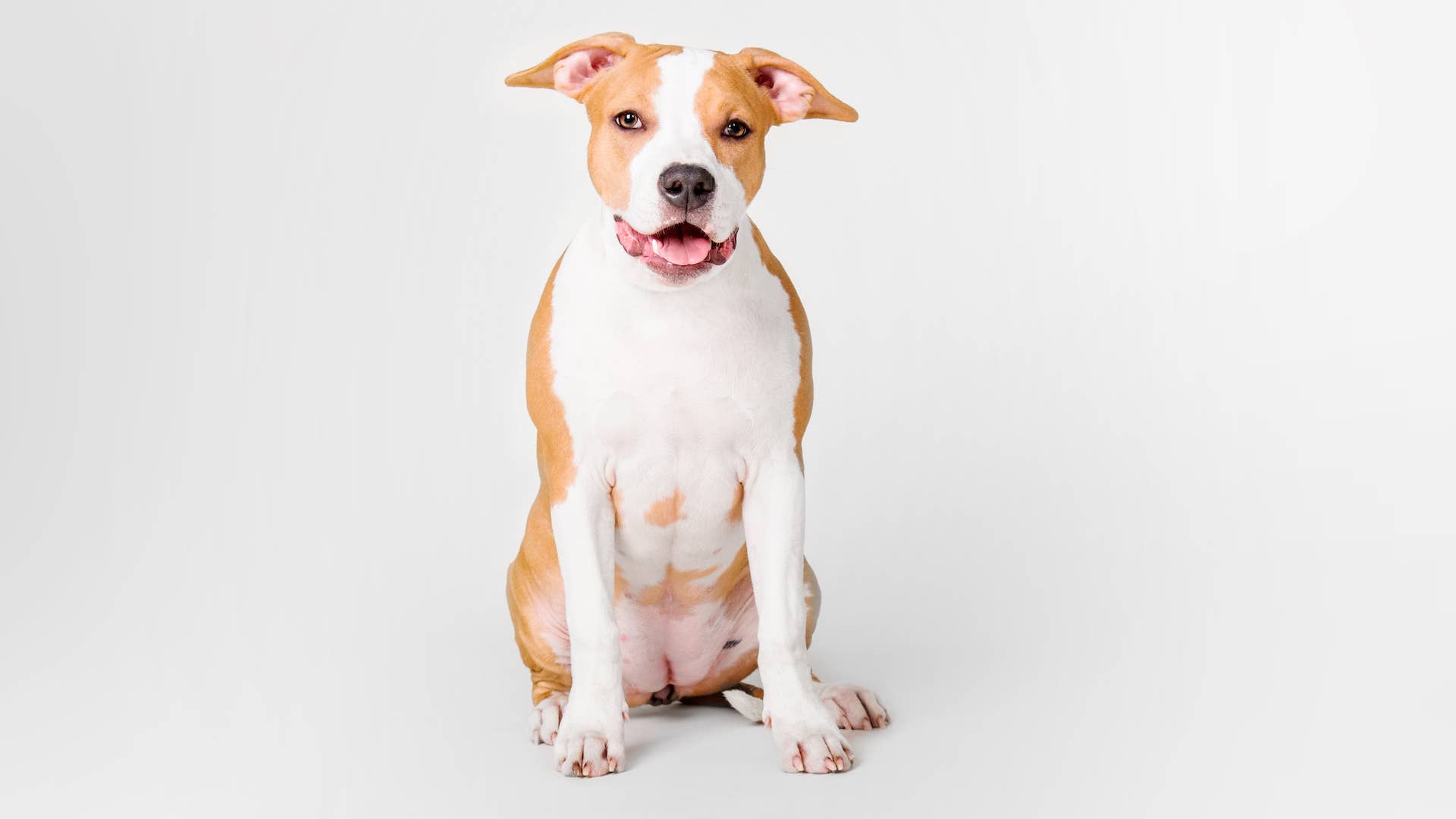 Humane Ruke San Diego Humane Society Reminds Everyone of Adoption's Most Important ...