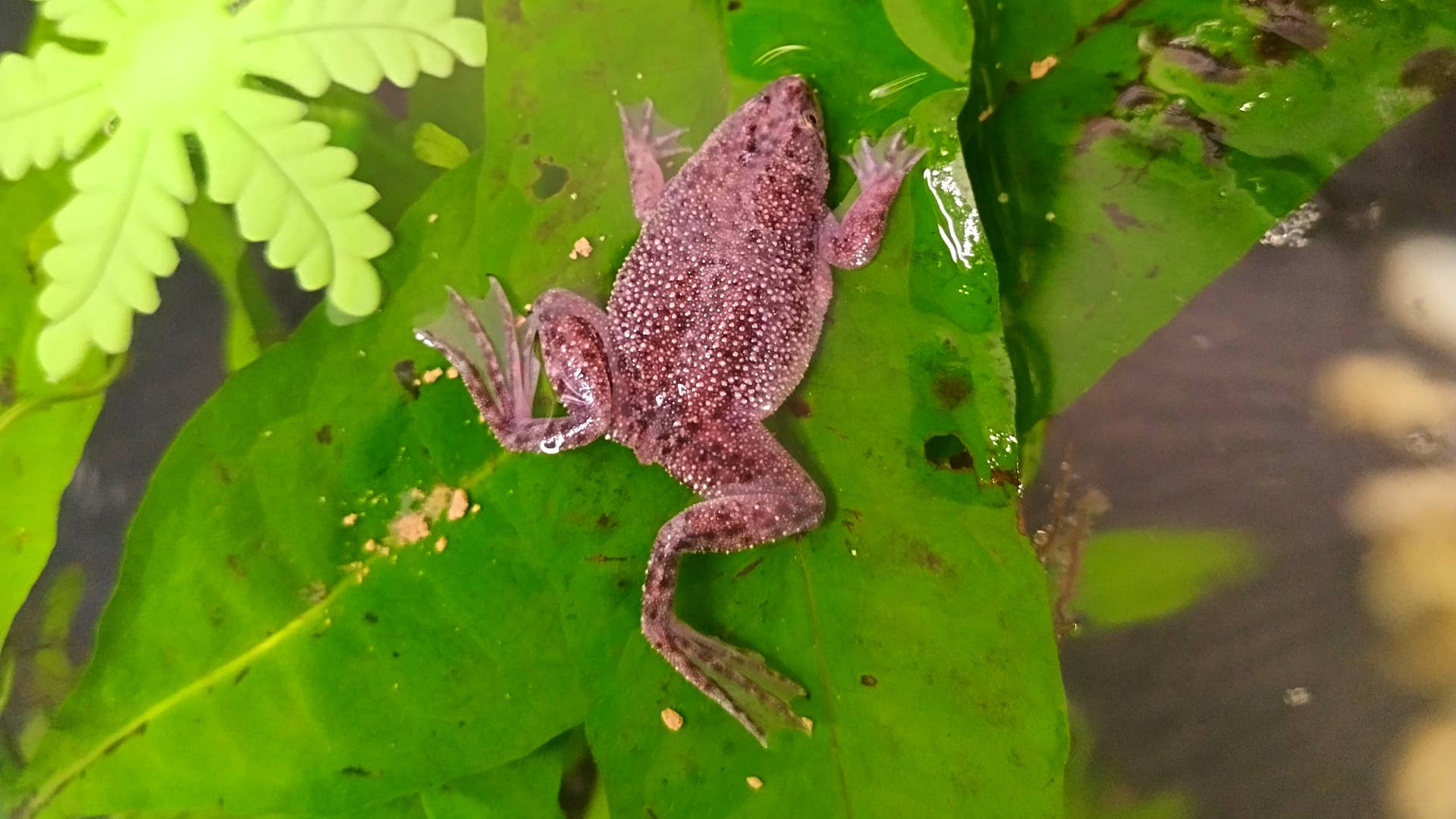 What Can I Do for My Sick African Dwarf Frog? - PetHelpful