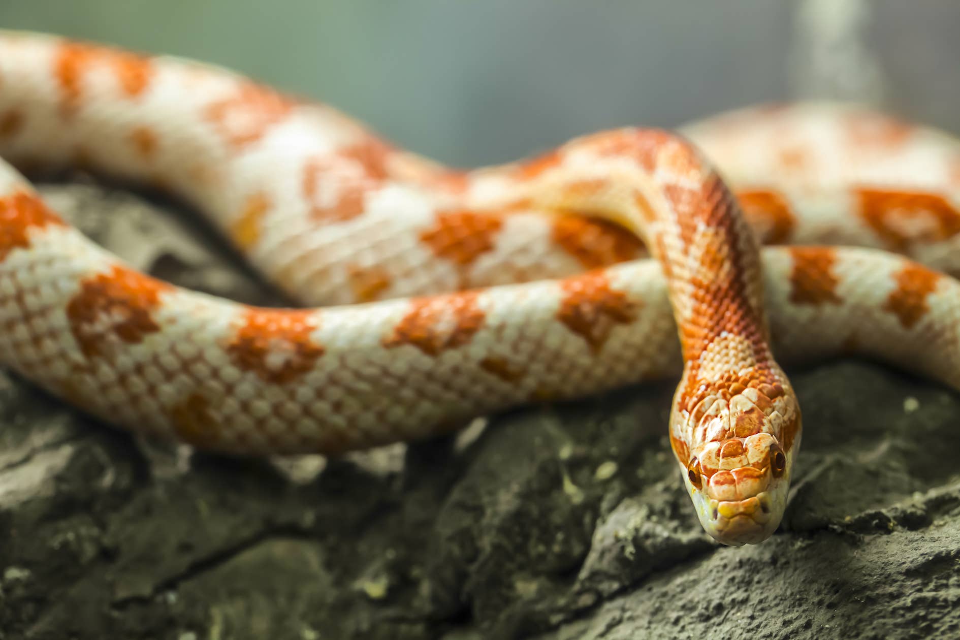 Lost Pet Snake Returns Home With Help from Unlikely Source - PetHelpful