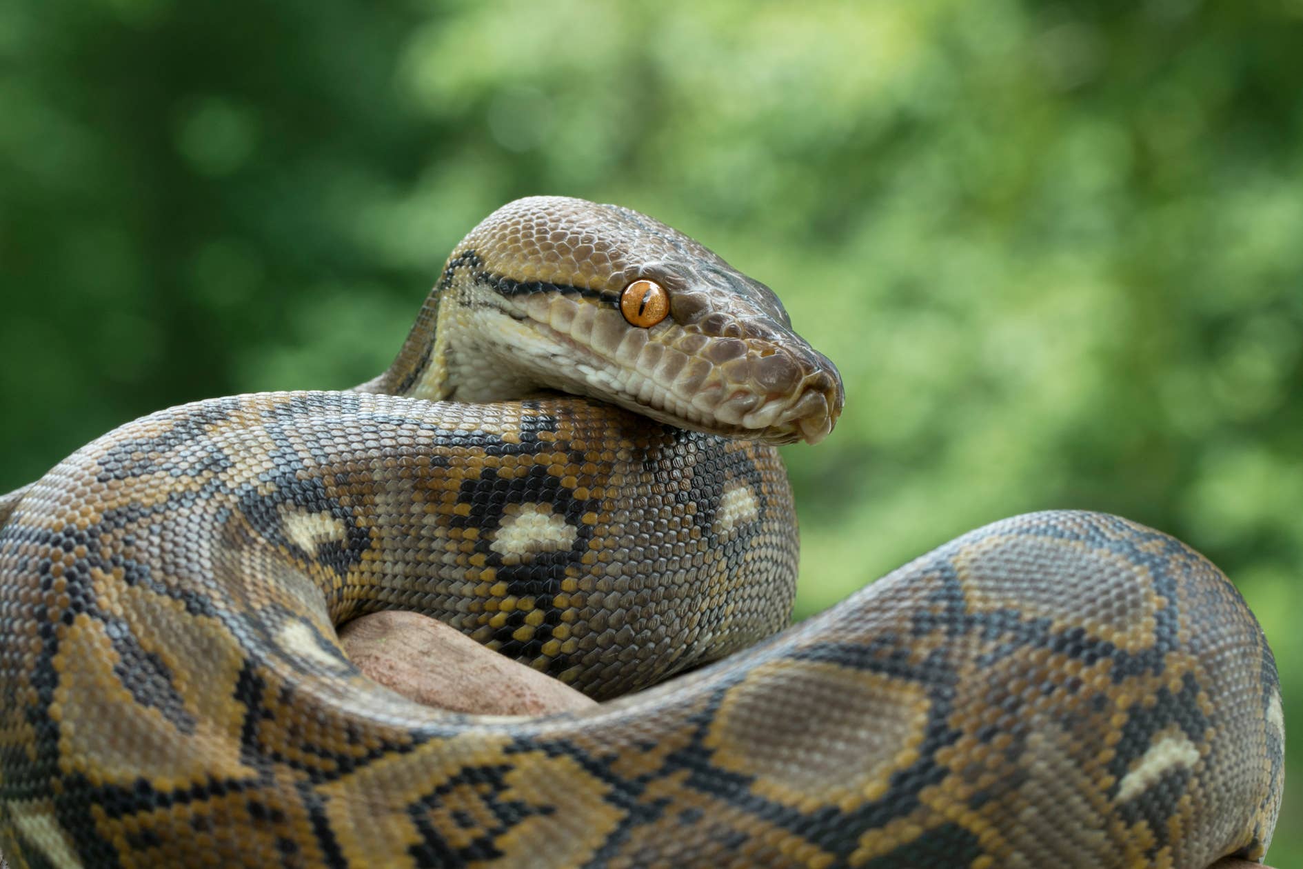 Video of Python Attempting to Grab Pet Cat In Australian Backyard Is ...