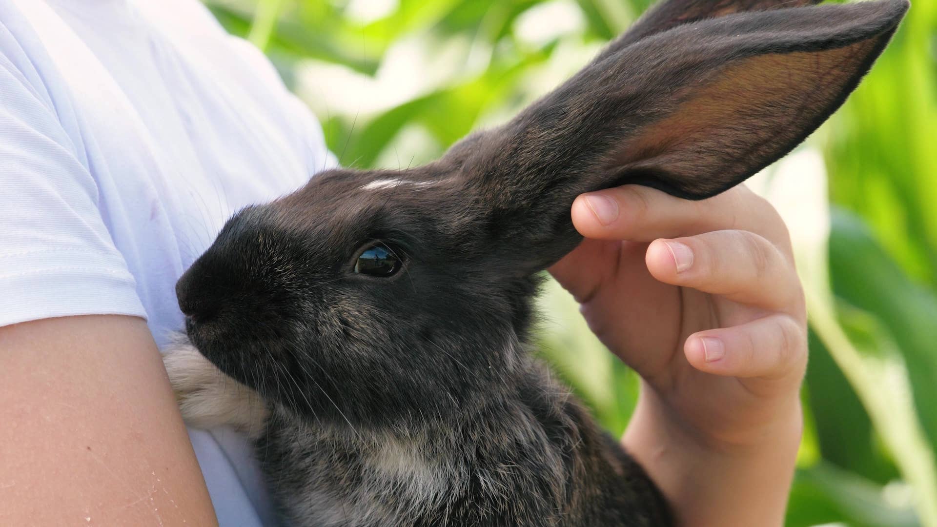 The Helpful Rabbit Friendly Pet Rabbit Steals the Hearts of Her Rescuers While Waiting for ...