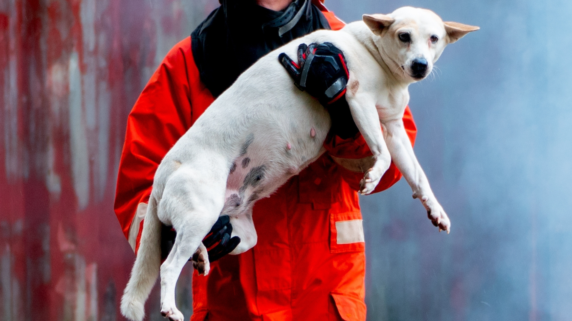 Man Goes Above and Beyond to Rescue Neighbor's Dogs From House Fire ...