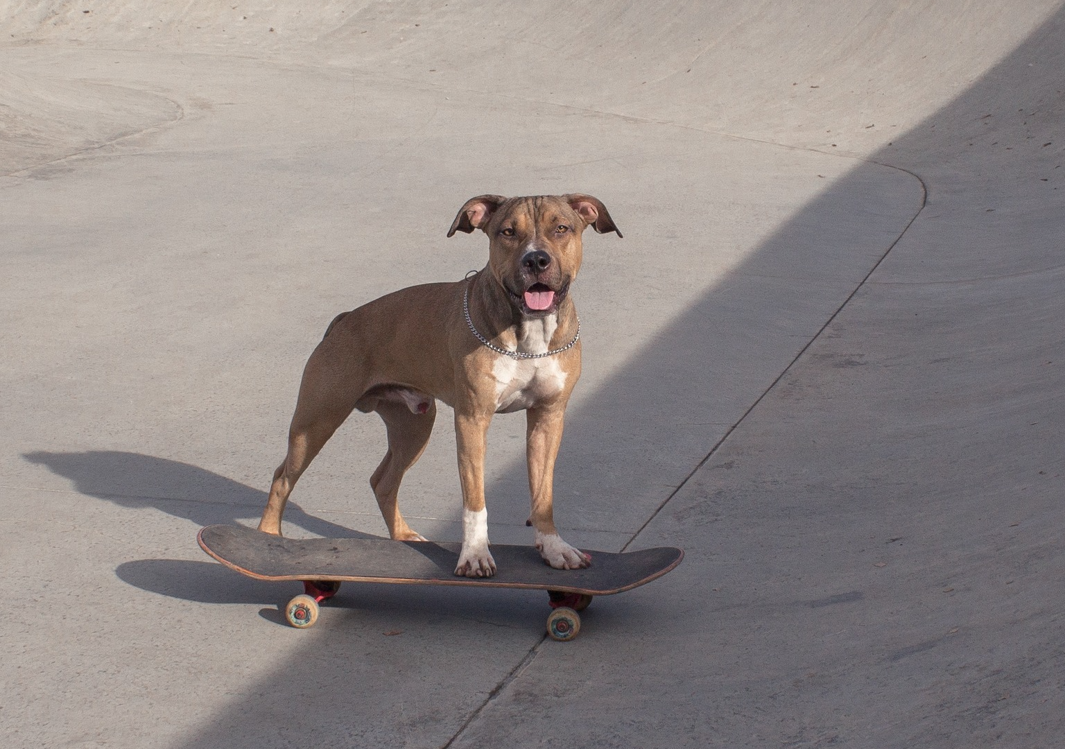Dog’s Mad Skills Riding a One-Wheel Skateboard Make Him a True Pro ...