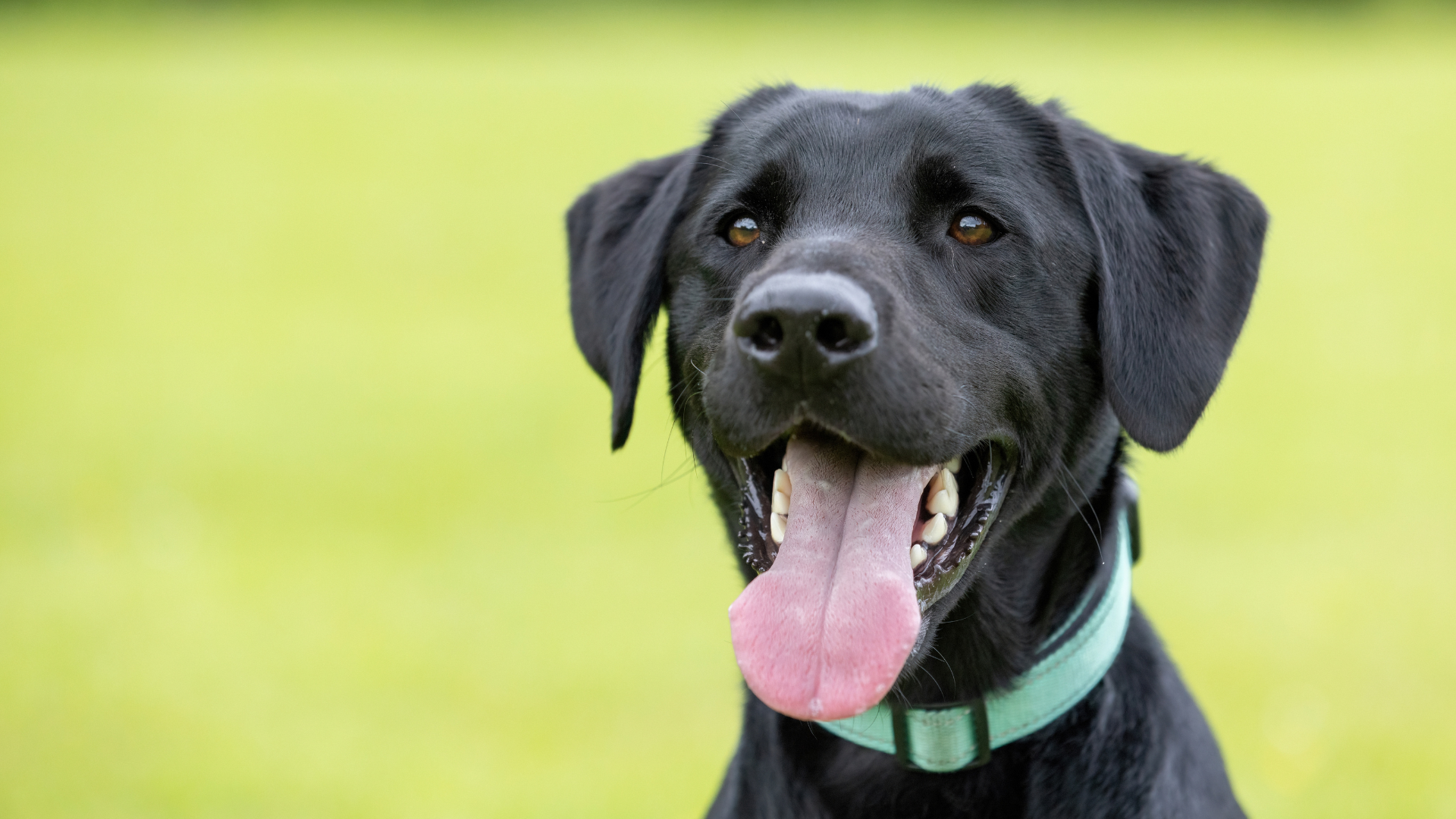 Black Lab’s Excitement Over Going to Stay With His Grandparents Is ...