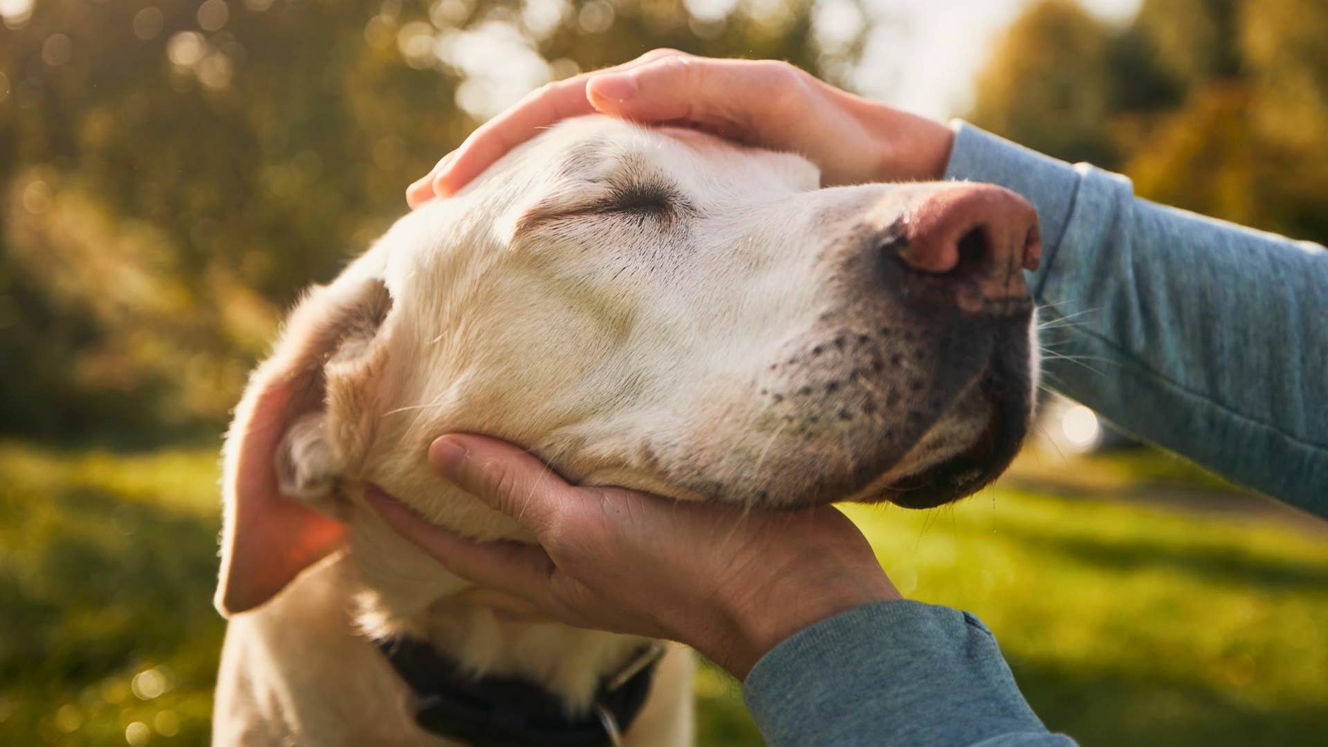 Animal Rescue Tips How to Rescue Animals - PetHelpful