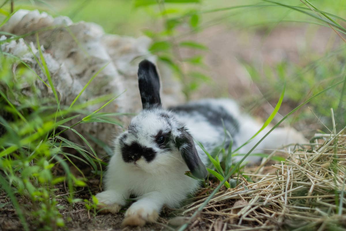 Maine Coon Cat's Annoyance Over Rabbit's Lack of Personal Space Is a ...
