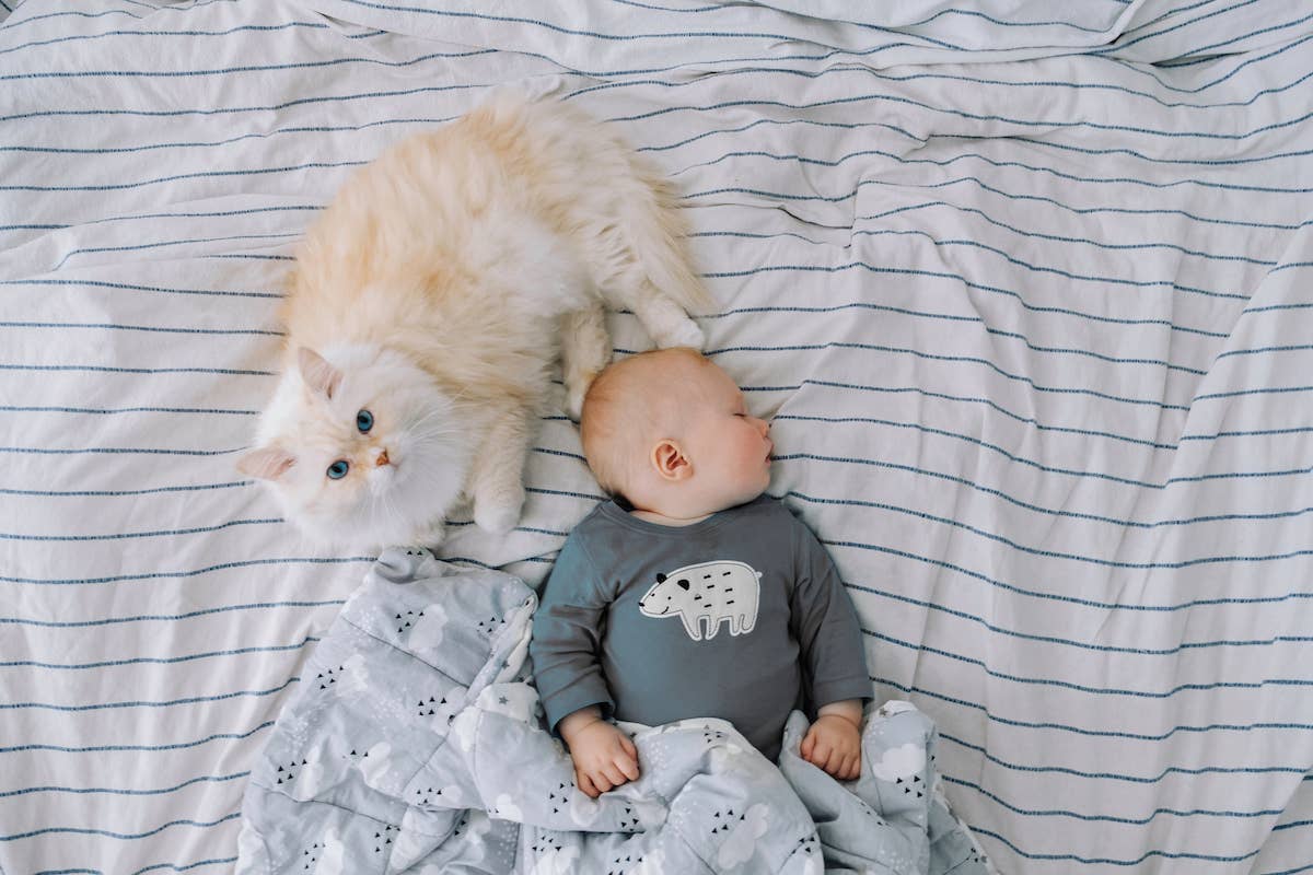 Cat's Obsession Over New Human Baby Is the Definition of Love - PetHelpful