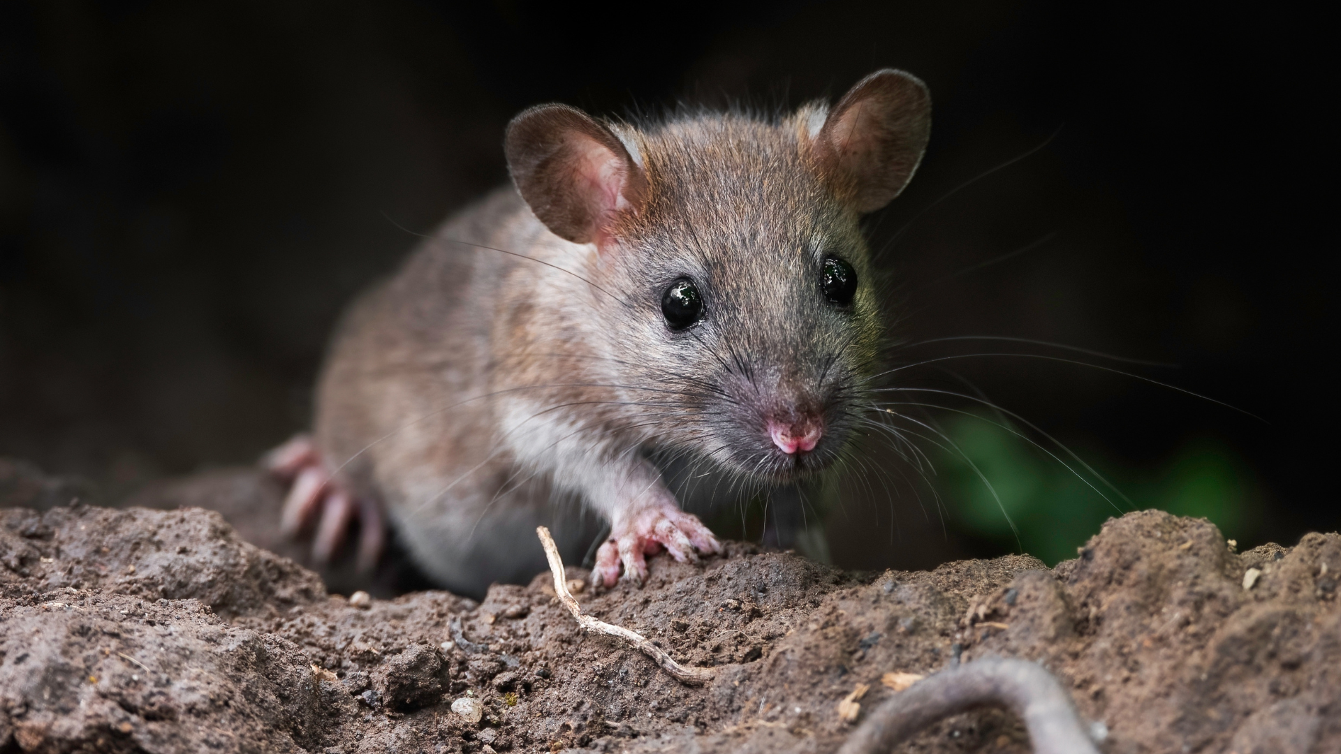 This Man Rescued a Mouse So Tiny You Have to See It to Believe It ...