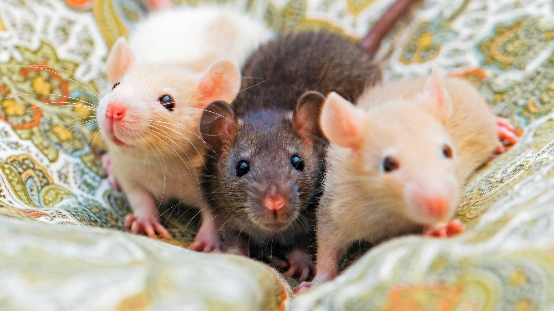 Why Do My Rats Keep Getting Respiratory Infections? - PetHelpful