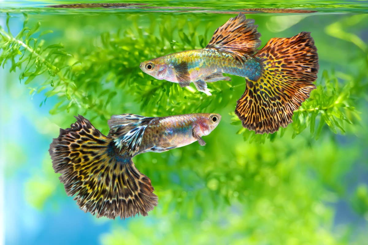 10 Best Fish for Beginners Who Aren't Sure Where to Start - PetHelpful