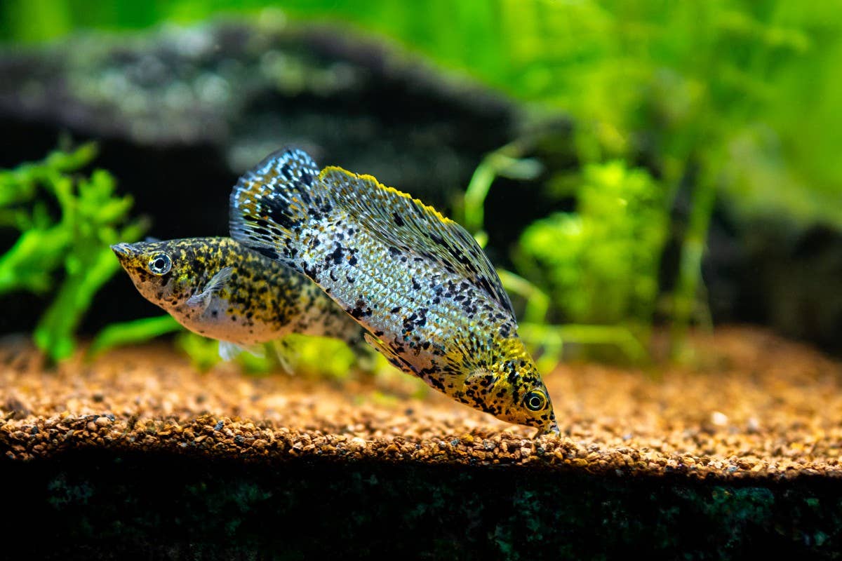10 Best Fish for Beginners Who Aren't Sure Where to Start - PetHelpful