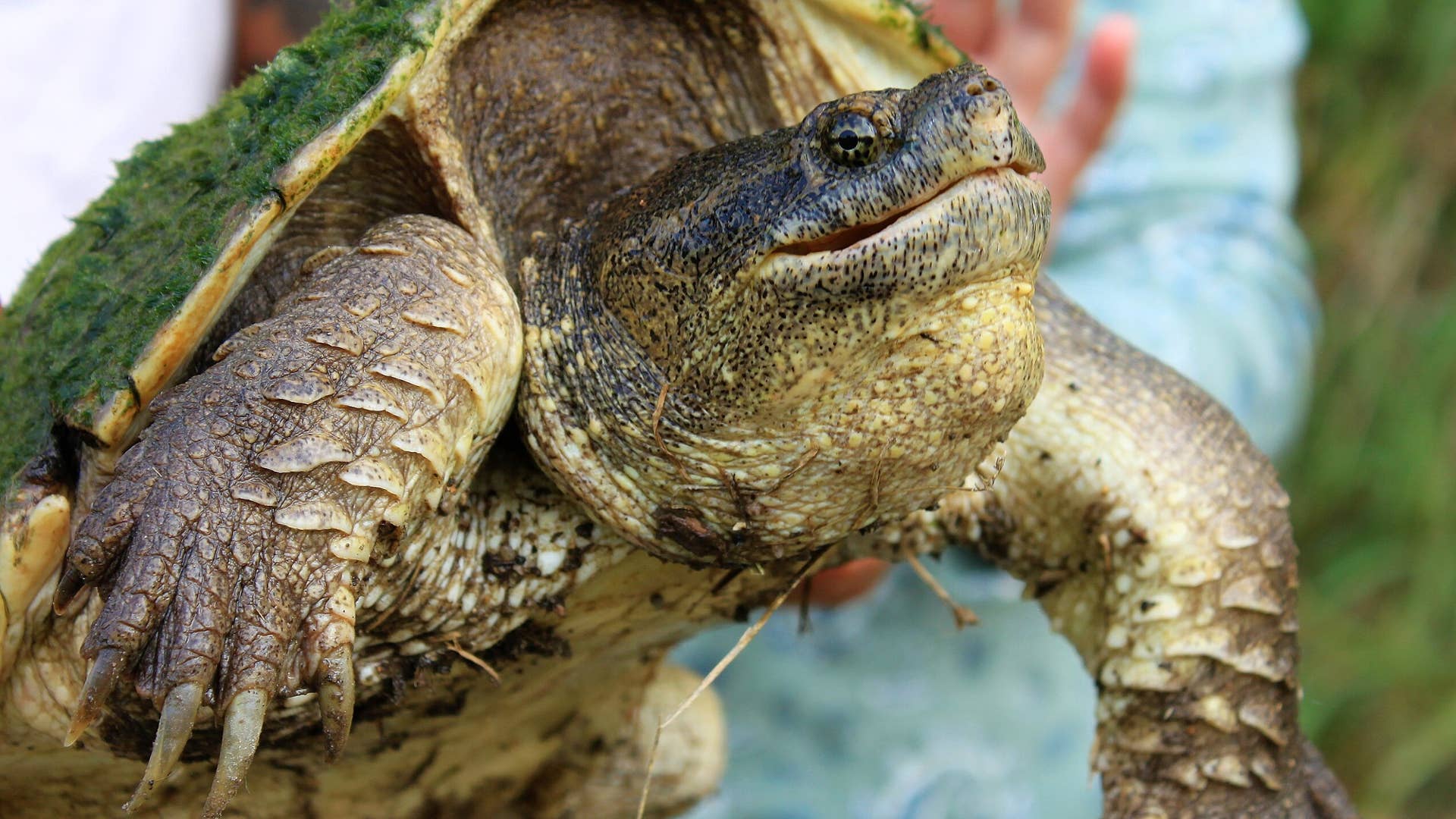 Can You Release a Pet Snapping Turtle Into the Wild? - PetHelpful