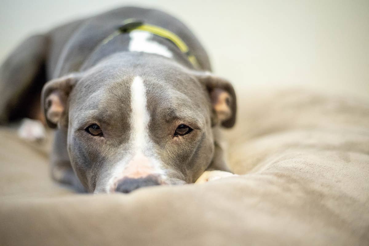 Foster Pit Bull Howling for a Bite of Pizza Deserves an Award For Best ...