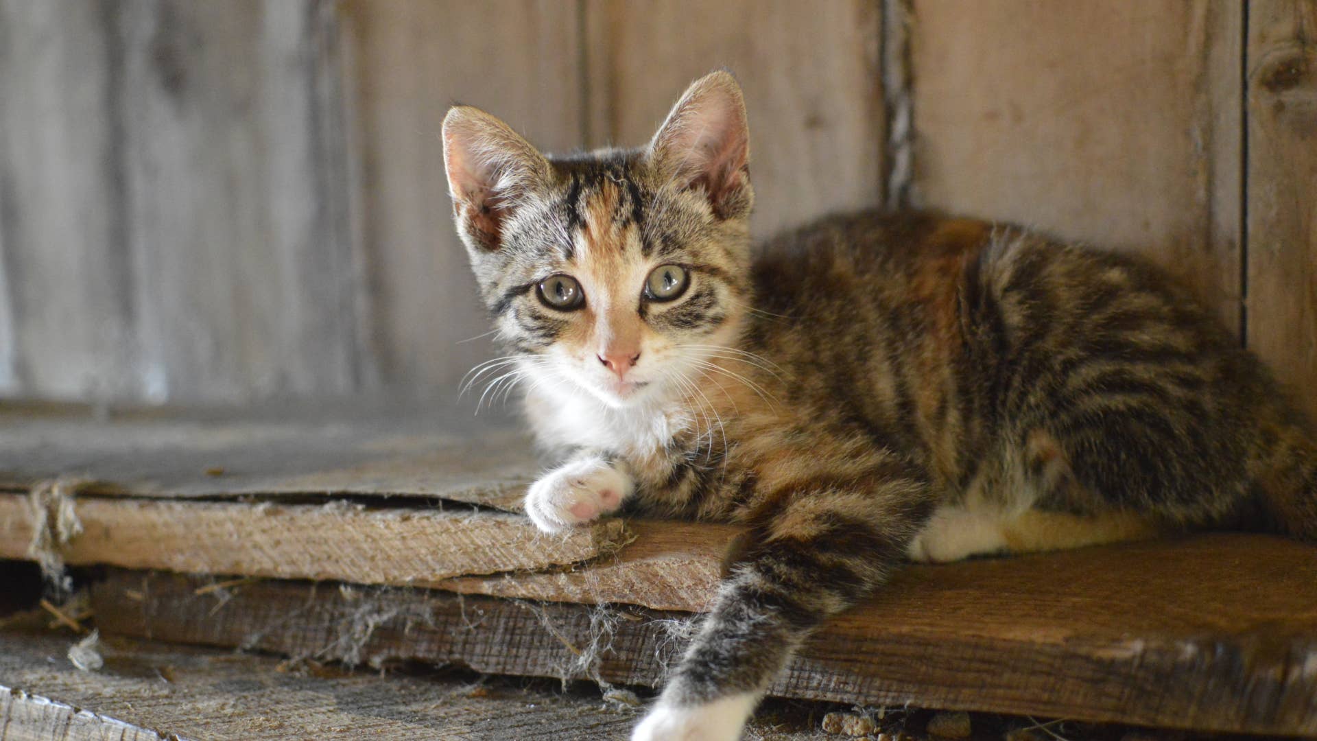 Gentle Cow's Sweet Fascination With Barn Kittens Couldn't Be More ...