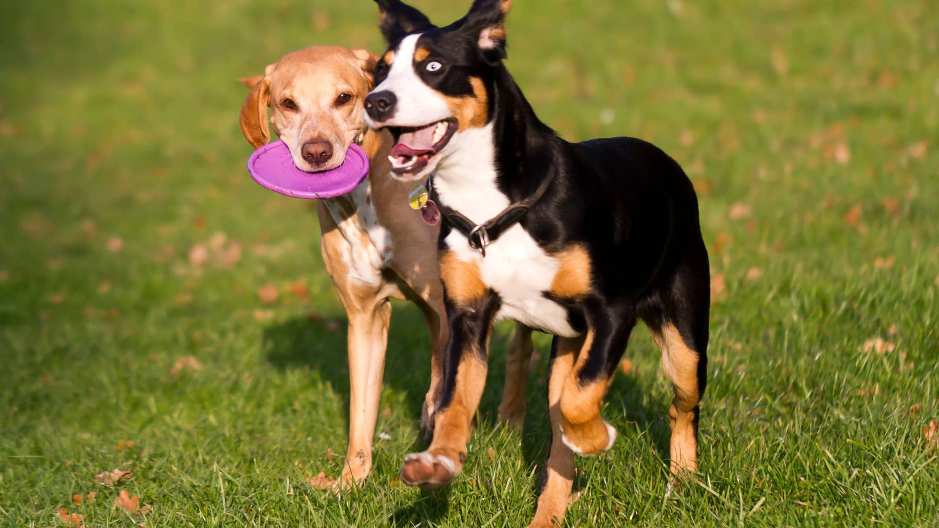 Two Dogs Same Master The Differences Between Being a Dog Owner and a Dog Master - PetHelpful