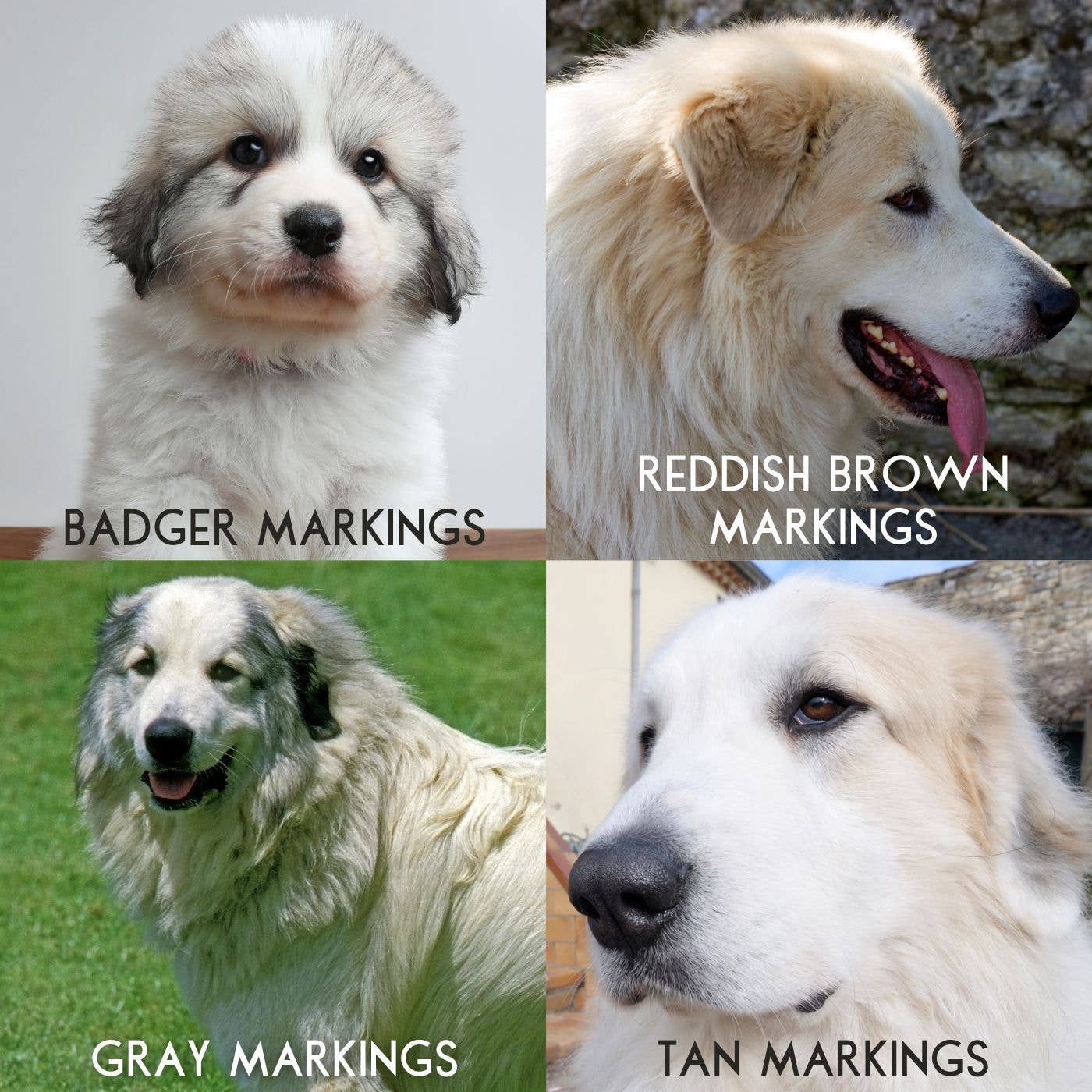 Great Pyrenees: The Majestic Mountain Guardian and Family Companion ...