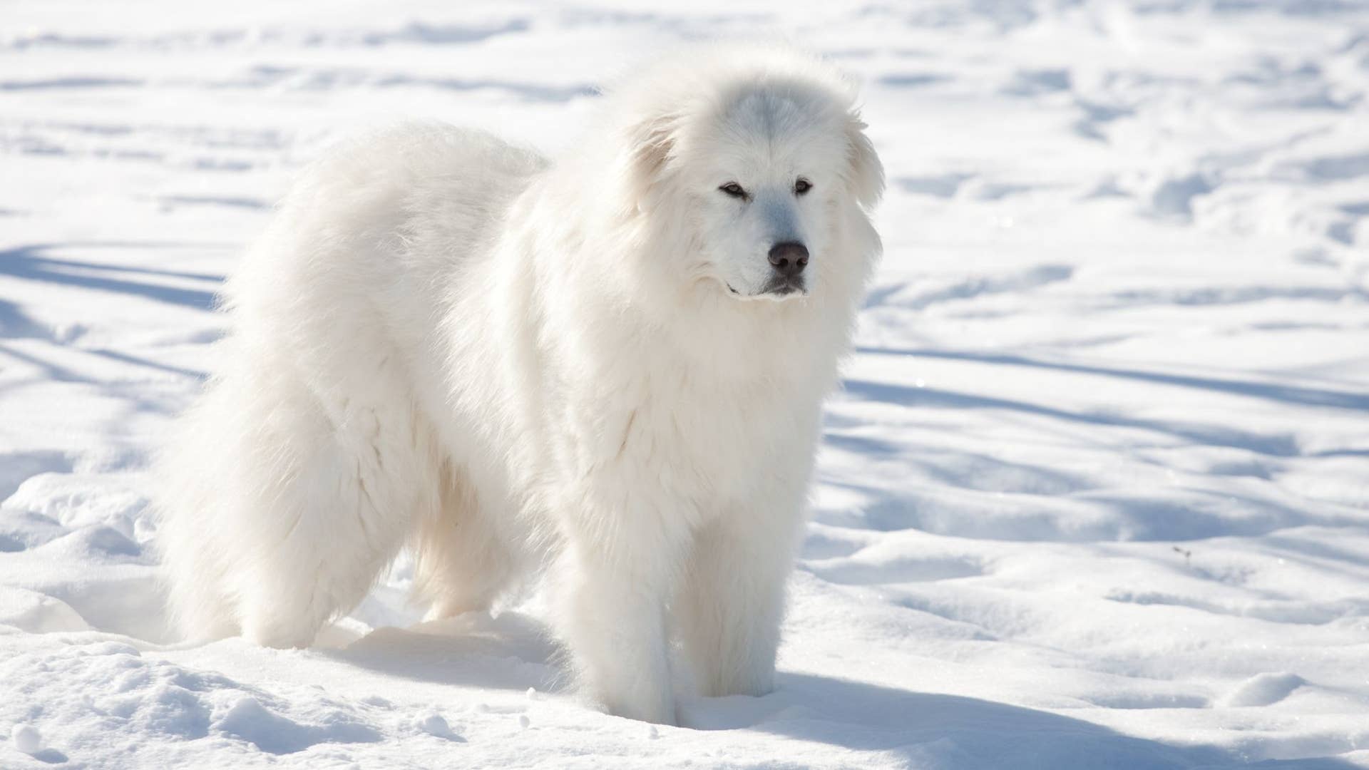Great Pyrenees: The Majestic Mountain Guardian and Family Companion ...
