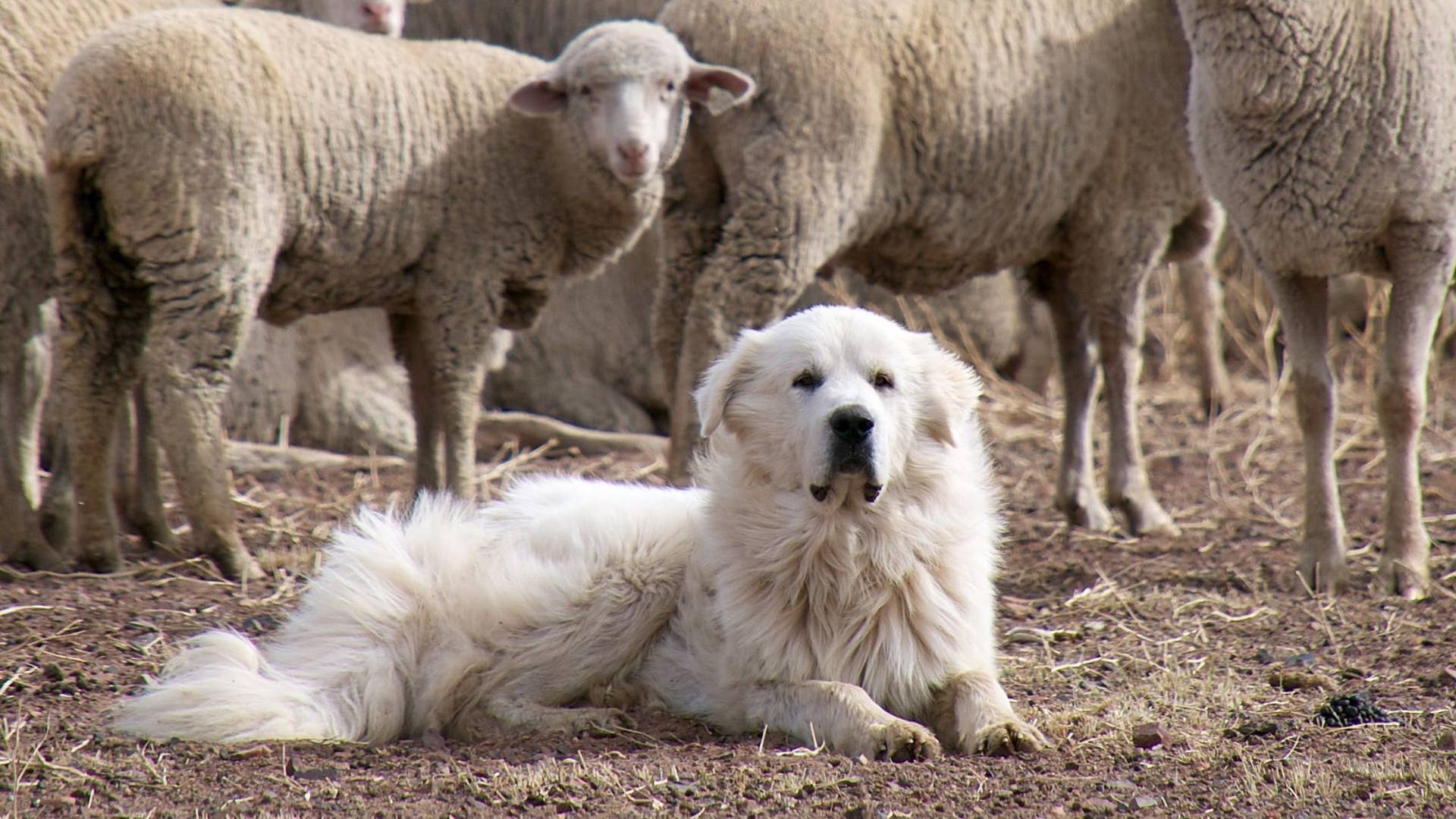 Great Pyrenees Dog Names