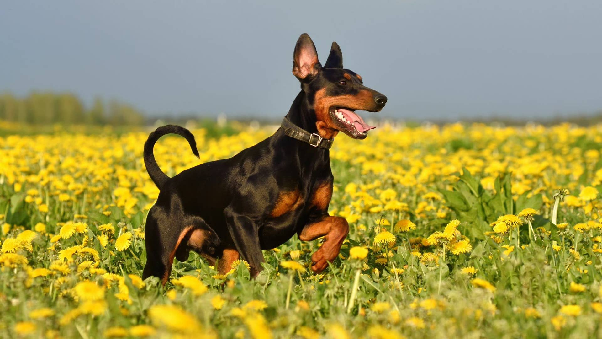 The German Pinscher: A Comprehensive Guide to This High-Energy