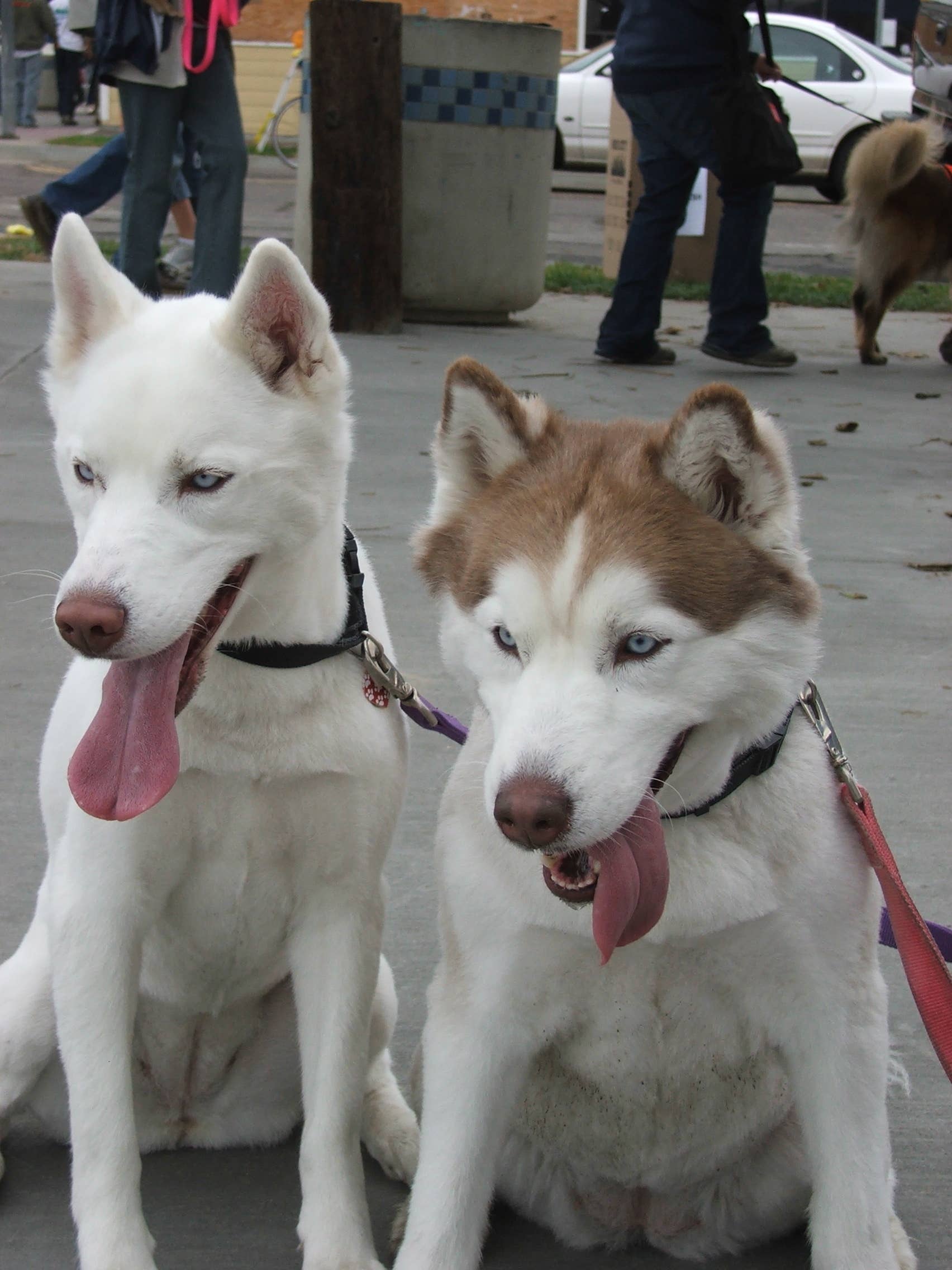 Husky Rasses The Siberian Husky: Understanding Their Unique Traits and ...