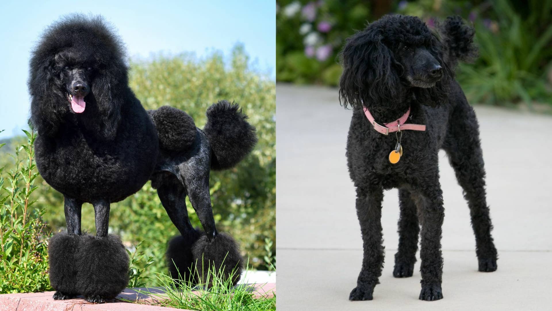 Standard Poodles: Exploring the Intelligence and Energy of This