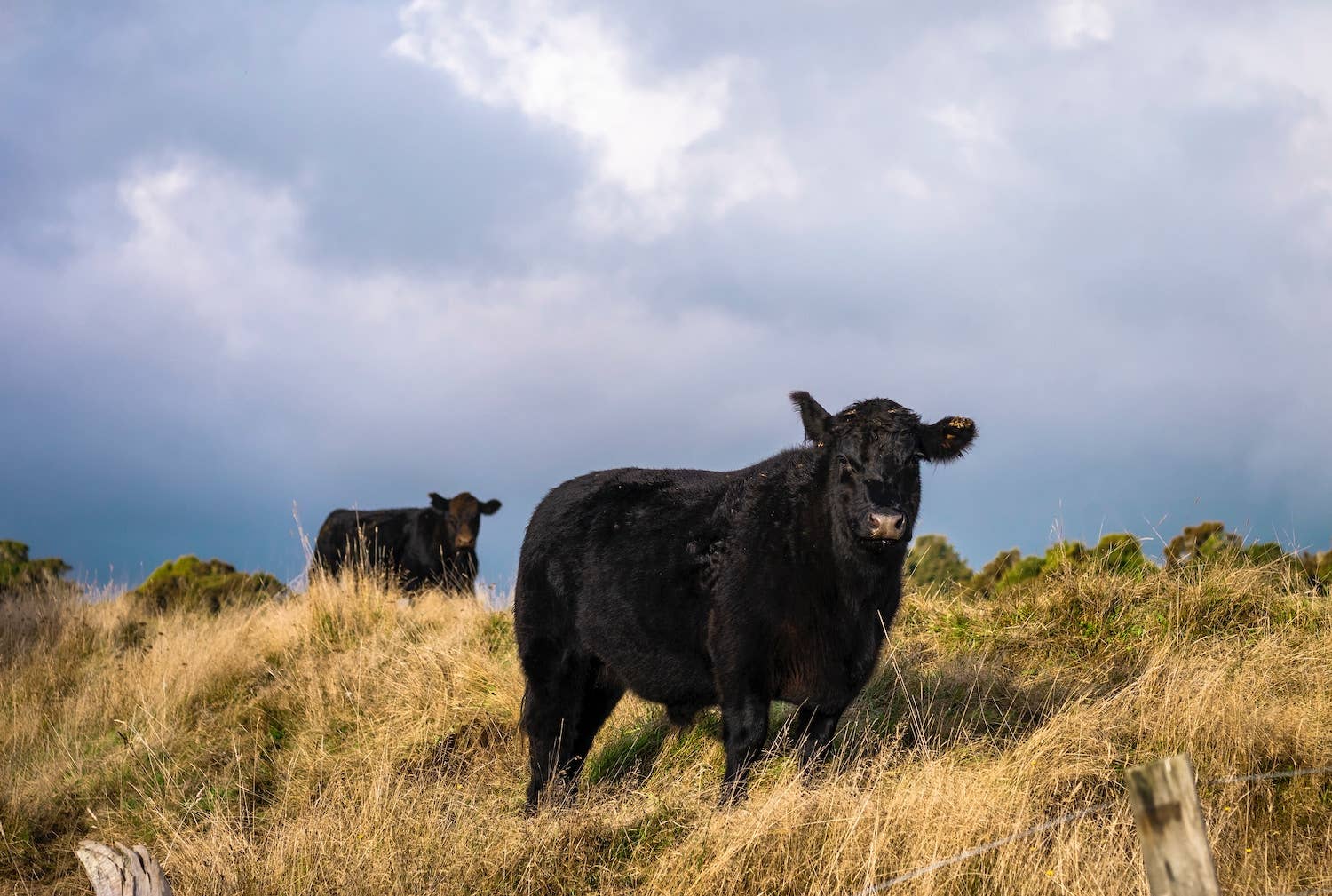 Samad Cow Moment Rescued Mama Cow and Baby Join the Herd at Sanctuary Is So ...