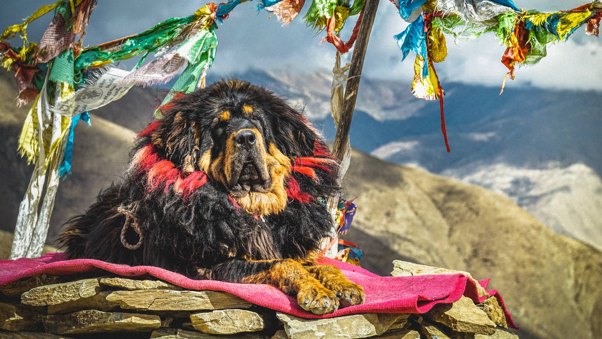 Dog Breeds: Temperament, Traits & Care - PetHelpful