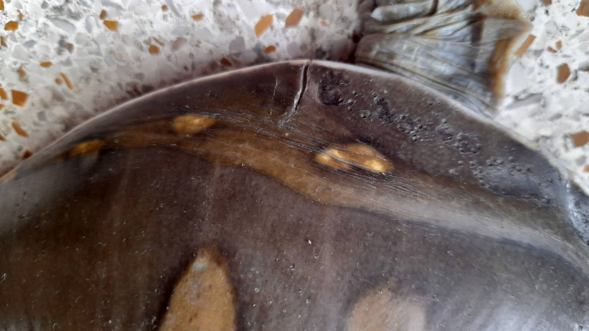 Why Does My Turtle Have a Wrinkled Shell? - PetHelpful