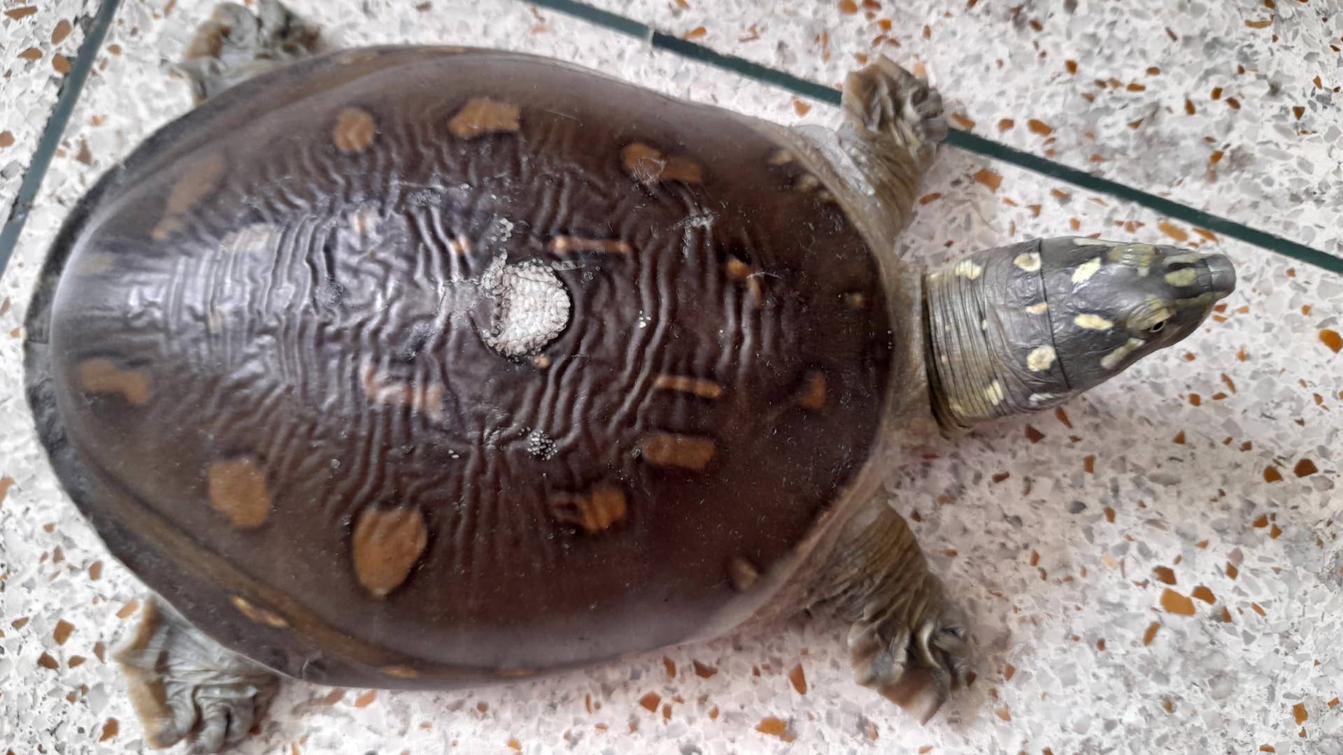 Why Does My Turtle Have a Wrinkled Shell? - PetHelpful