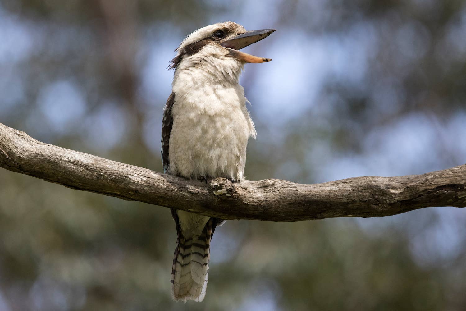 Prancing Bird Rare Dancing Bird Draws Crowds at Bryant Park in NYC - PetHelpful