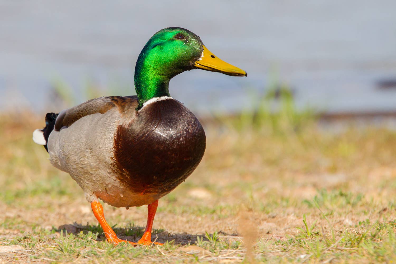 Duck Application Pet Duck Hops for Joy Over Mealtime and Itβs Absolutely Adorable ...